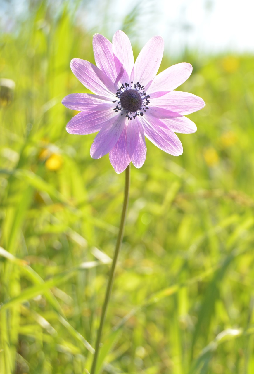 flower violet light free photo