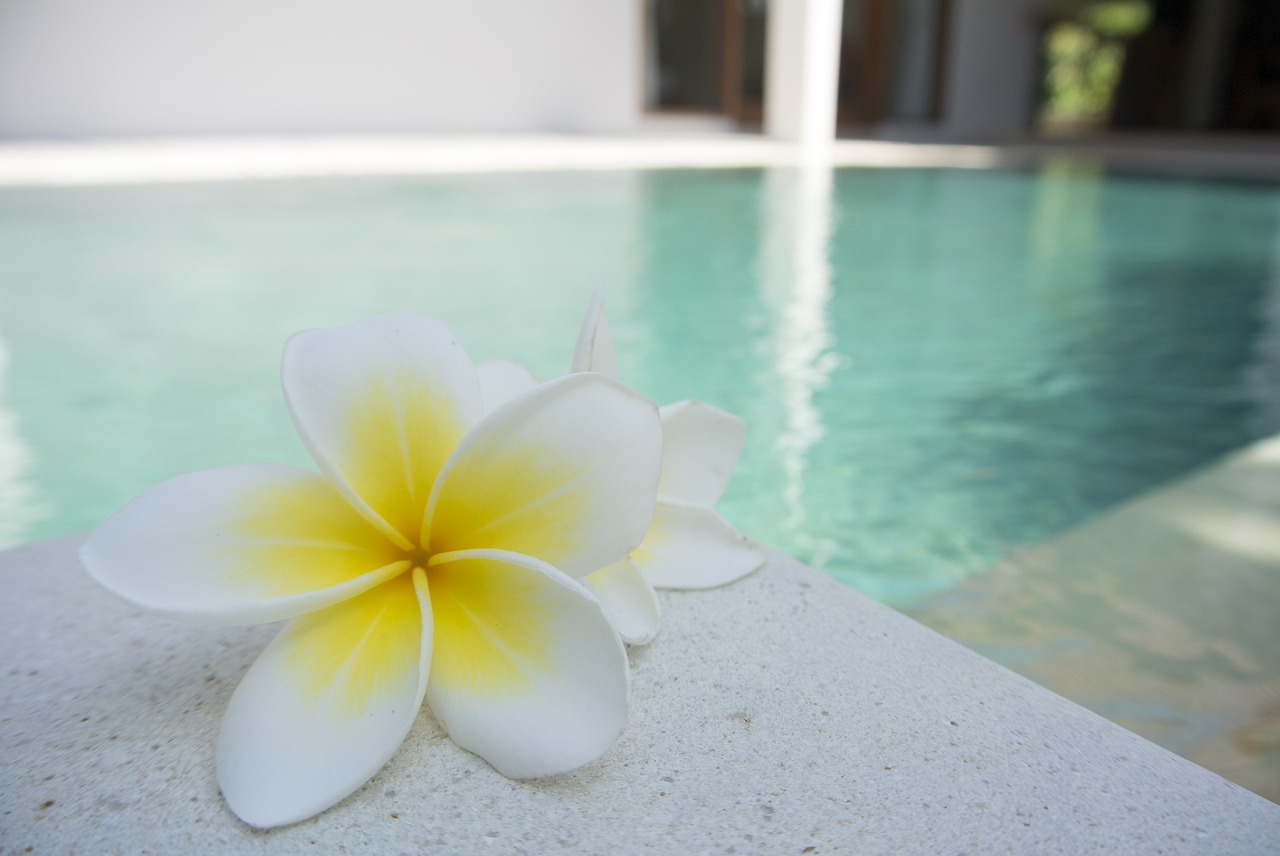 flower frangipani pool free photo