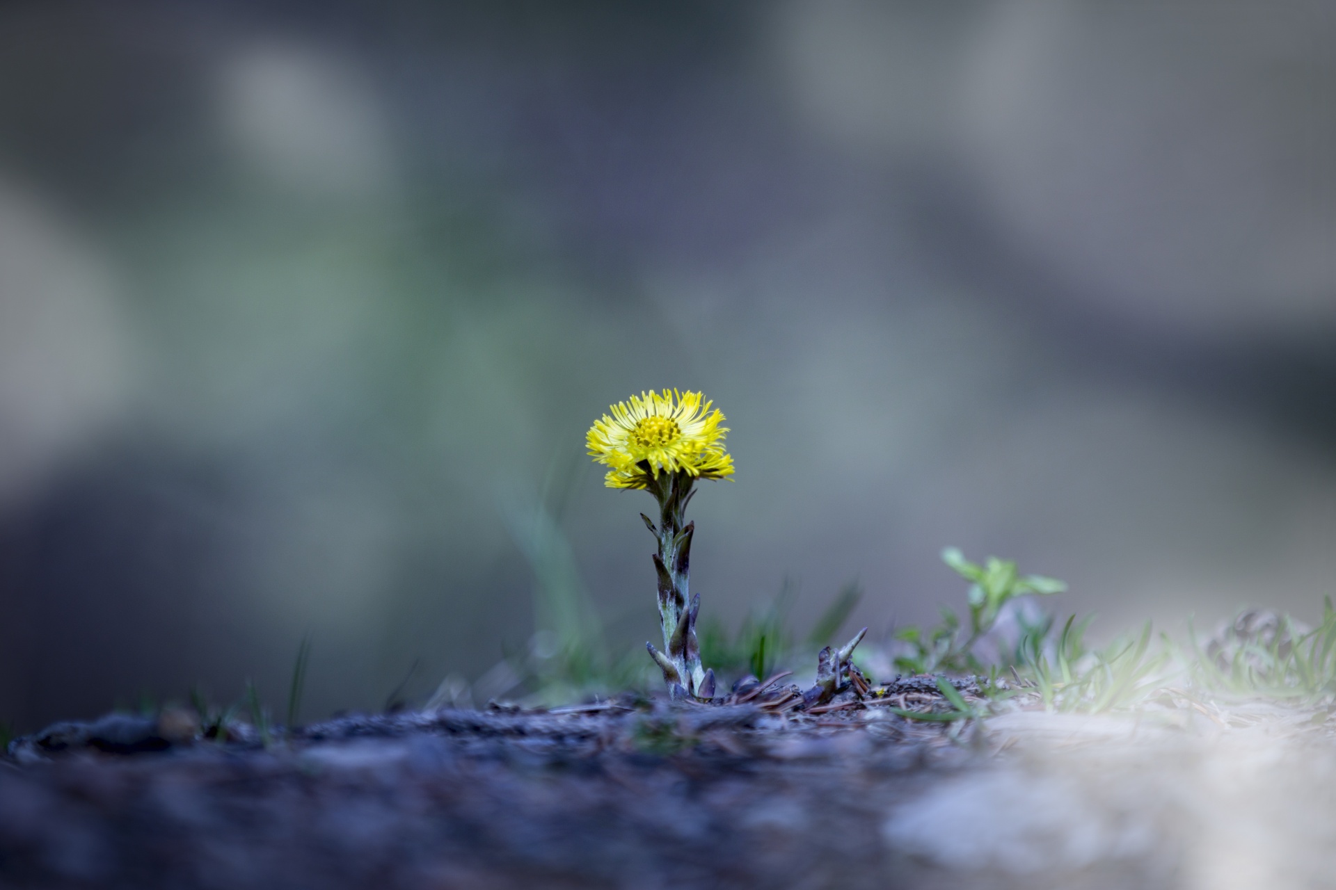 dandelion nature plant free photo