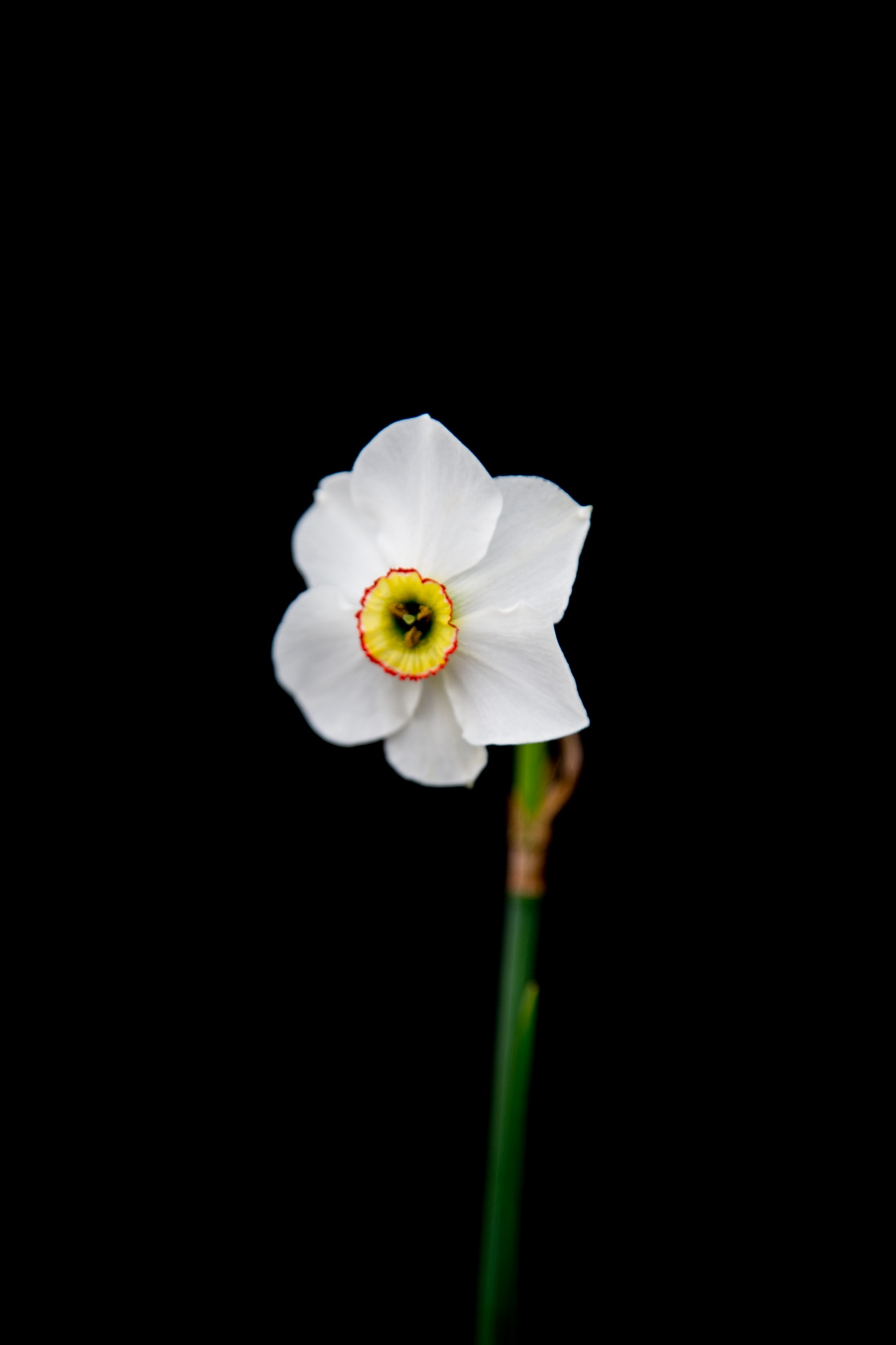 background black flower free photo