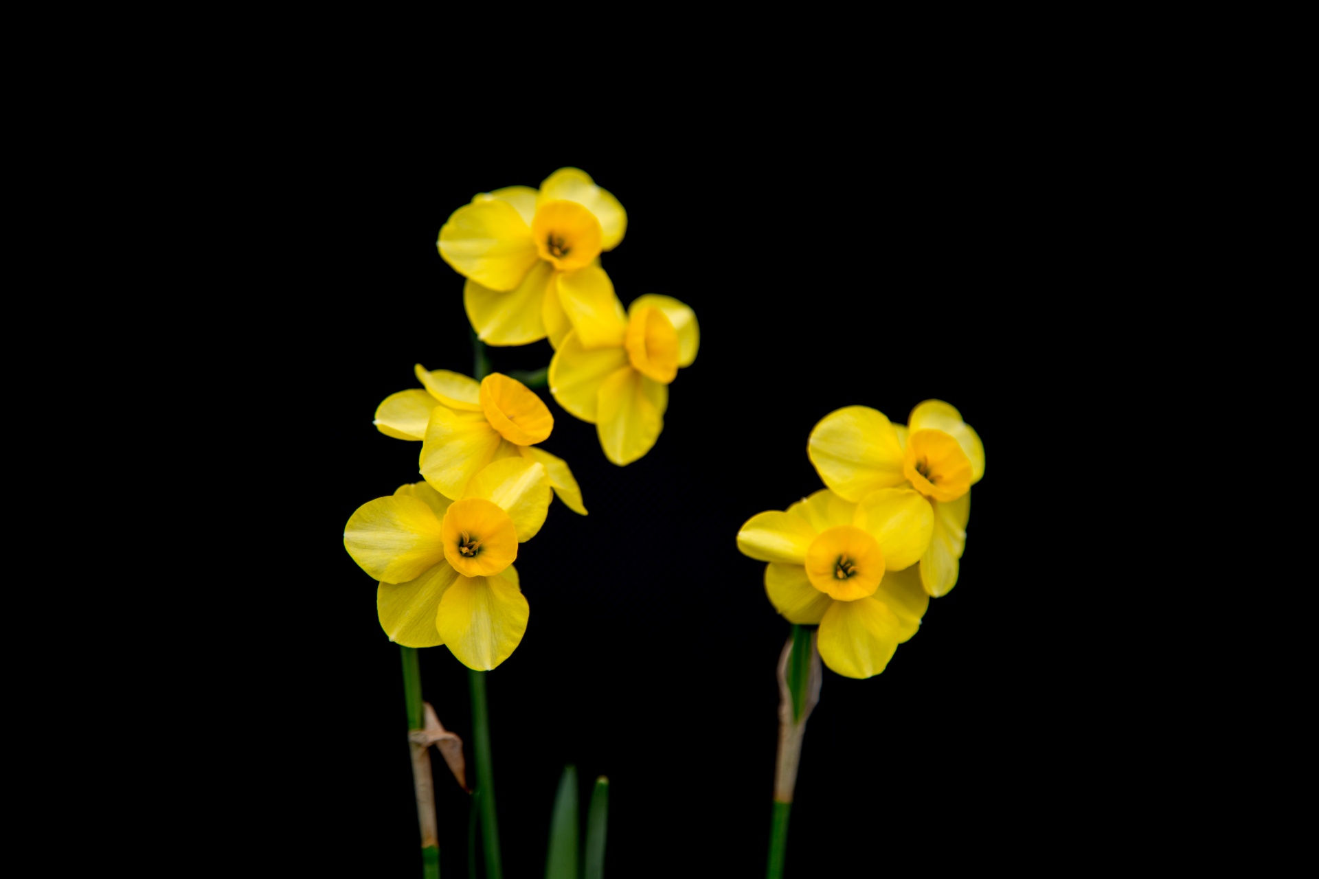 background black flower free photo