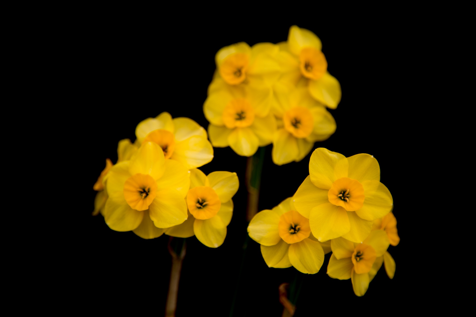 background black flower free photo