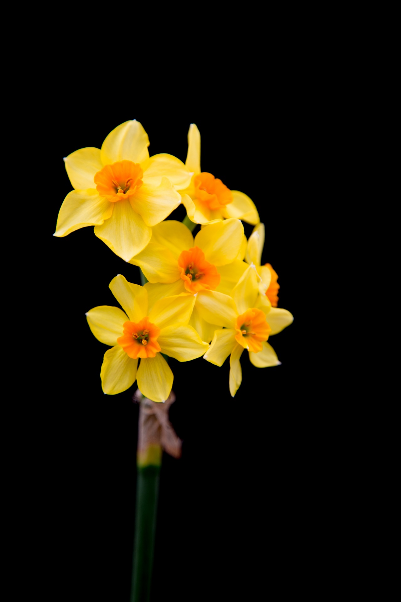 background black flower free photo