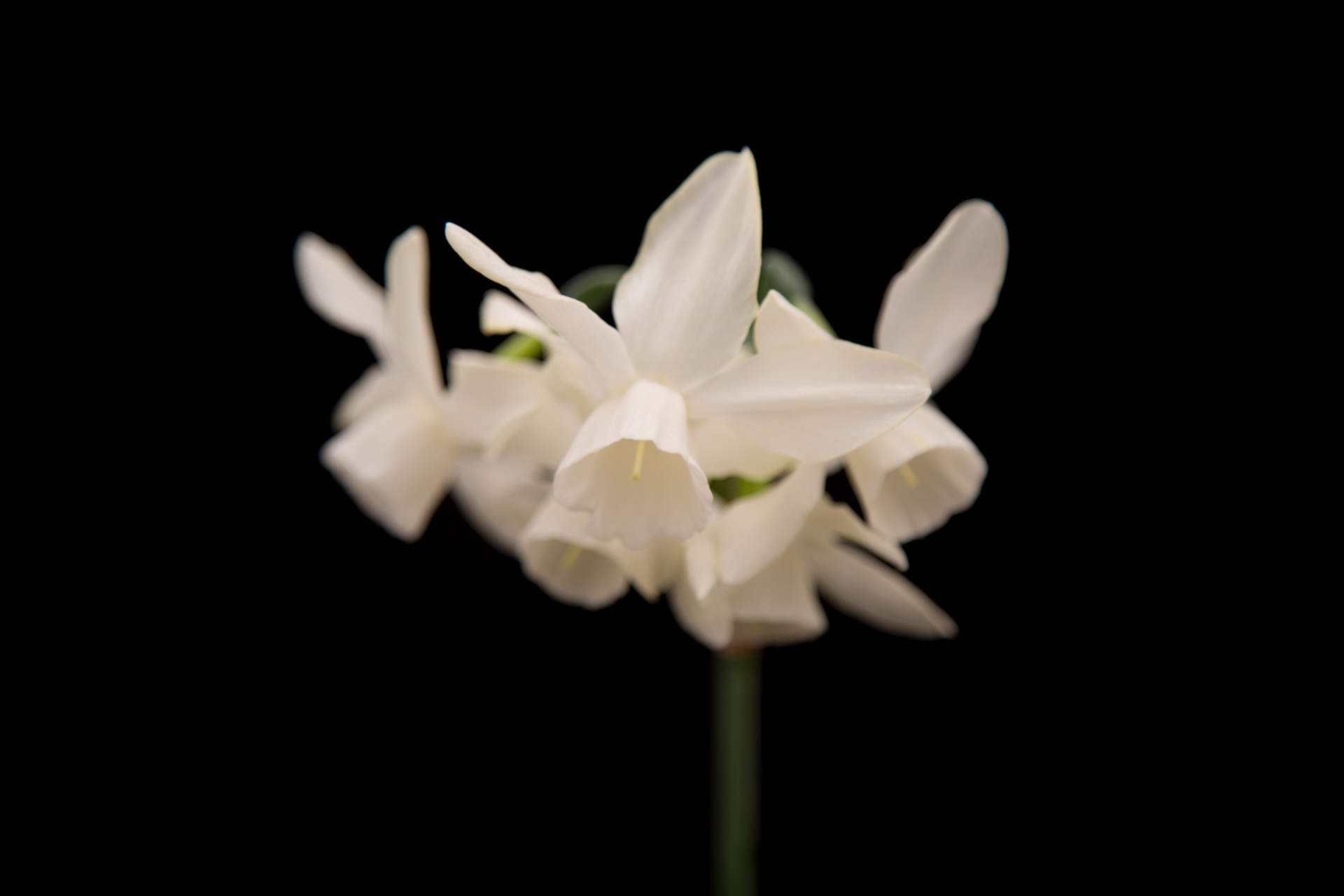 background black flower free photo