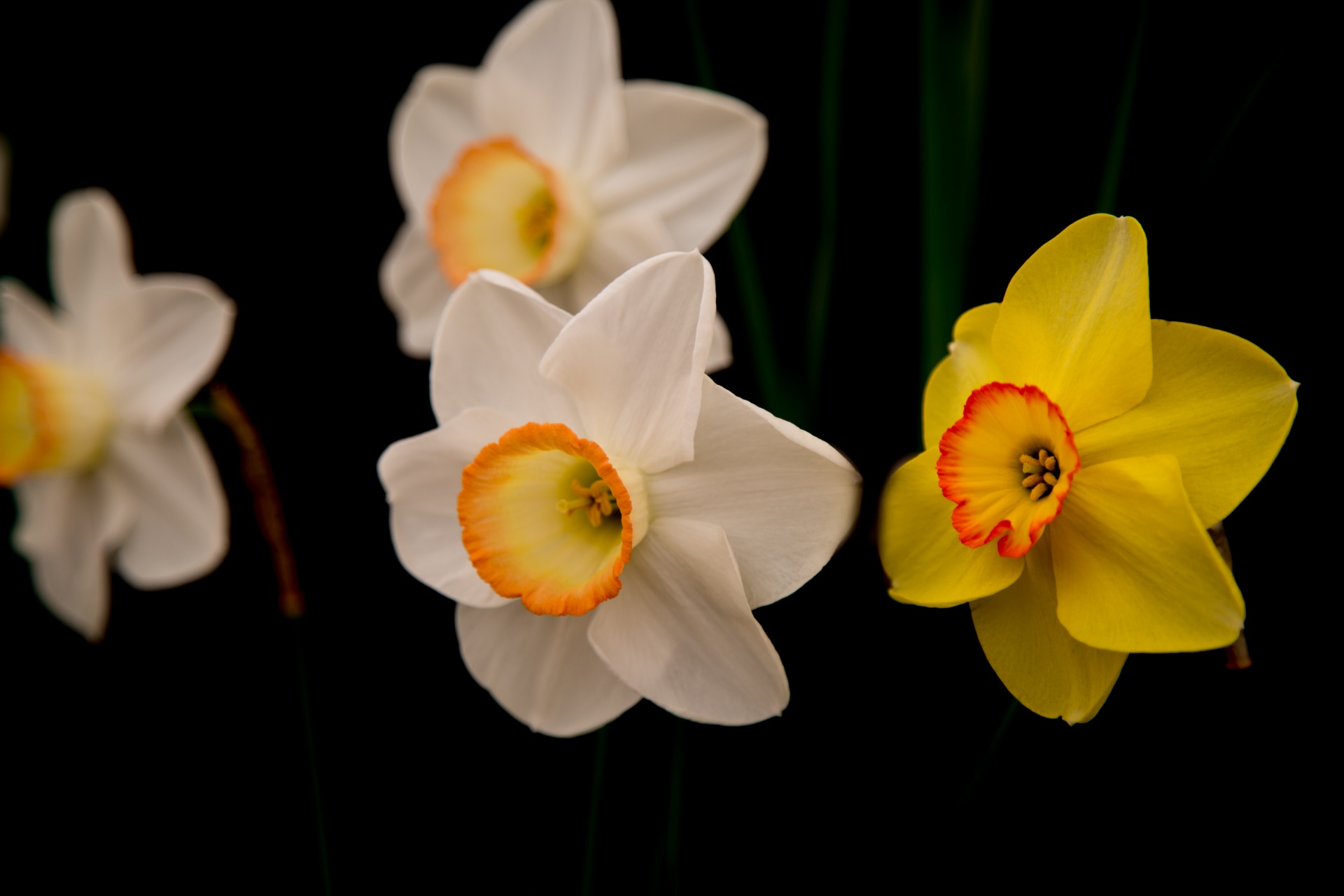 background black flower free photo