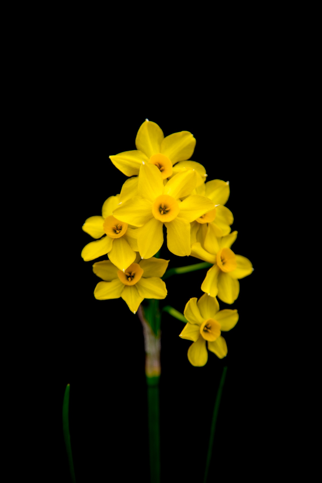 background black flower free photo