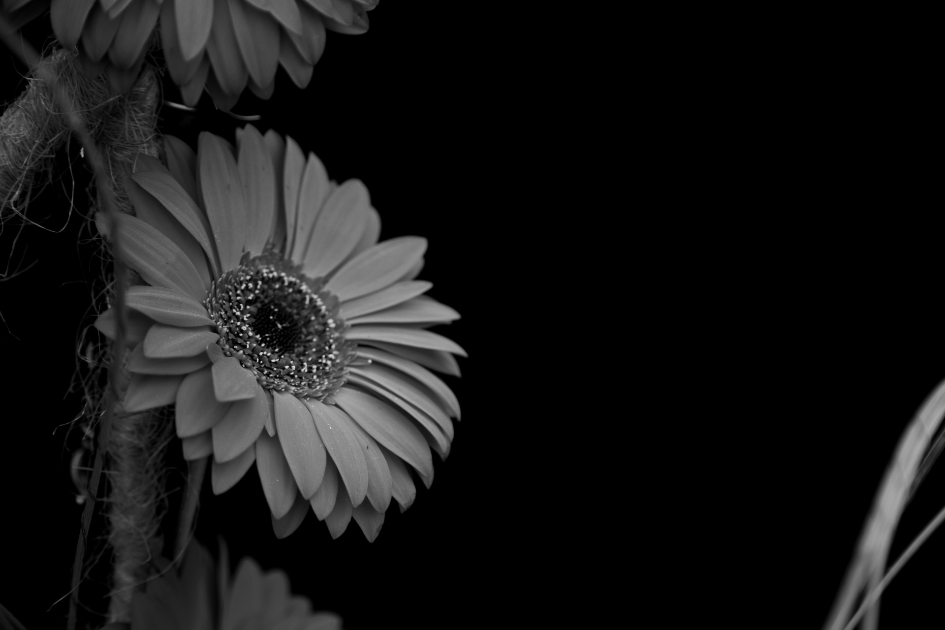 background black flower free photo