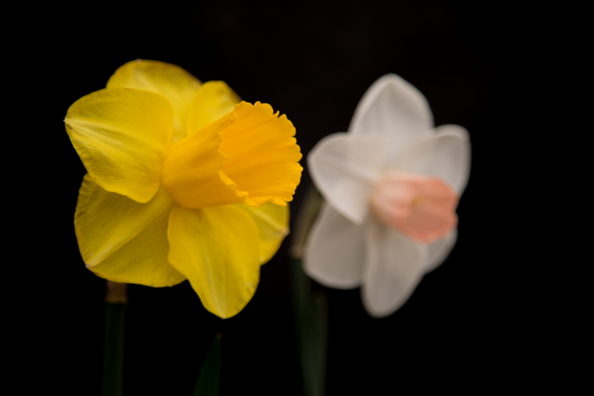 background black flower free photo