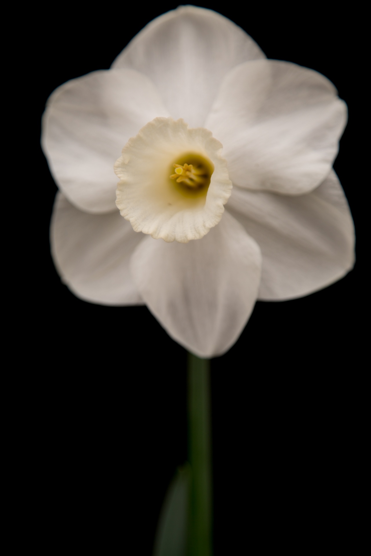 background black flower free photo