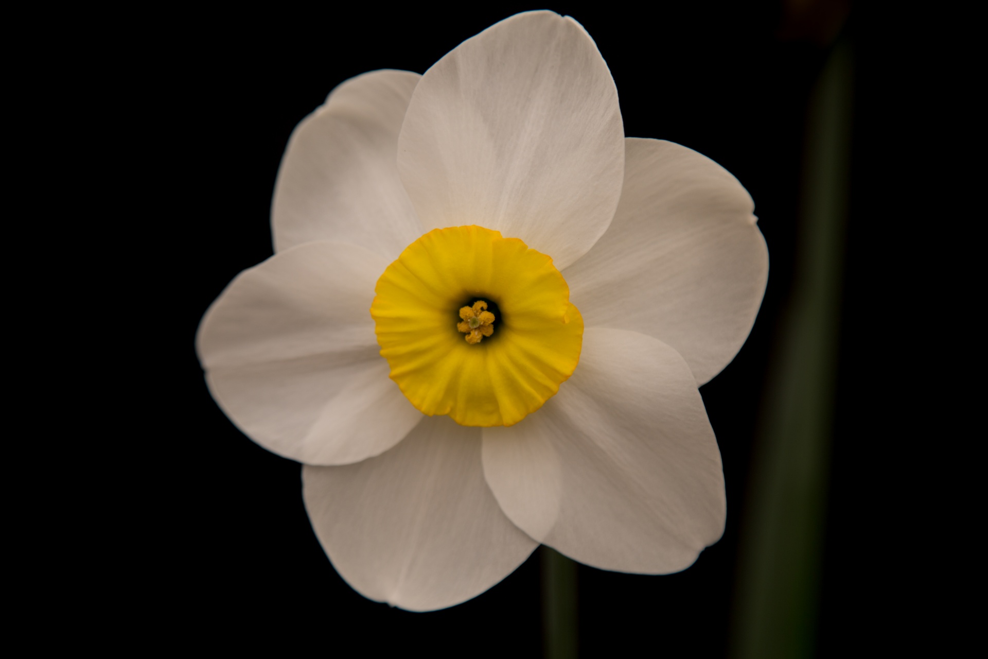 background black flower free photo