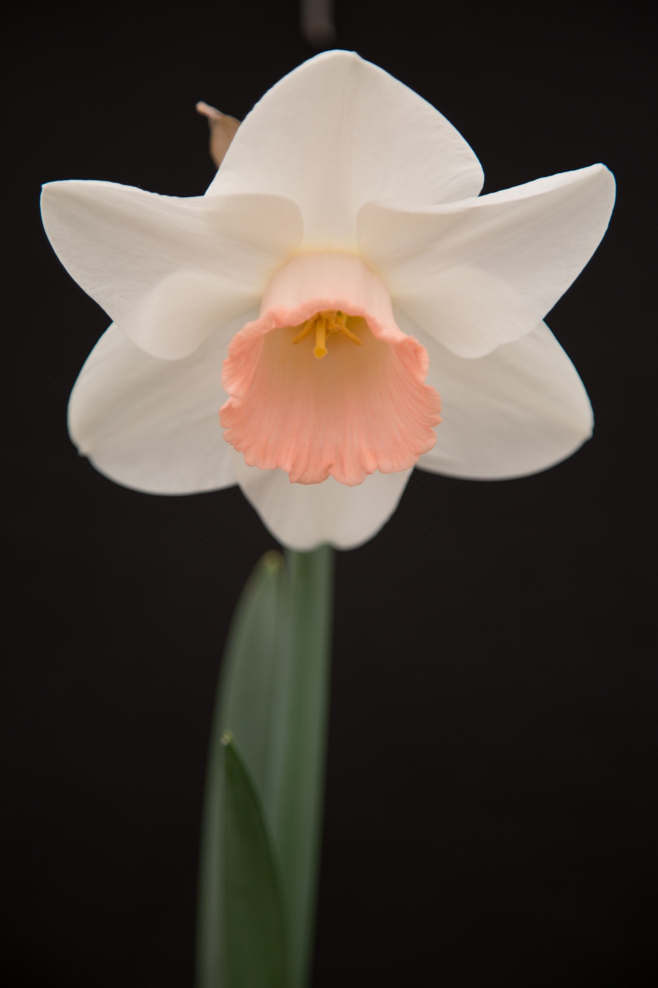 background black flower free photo