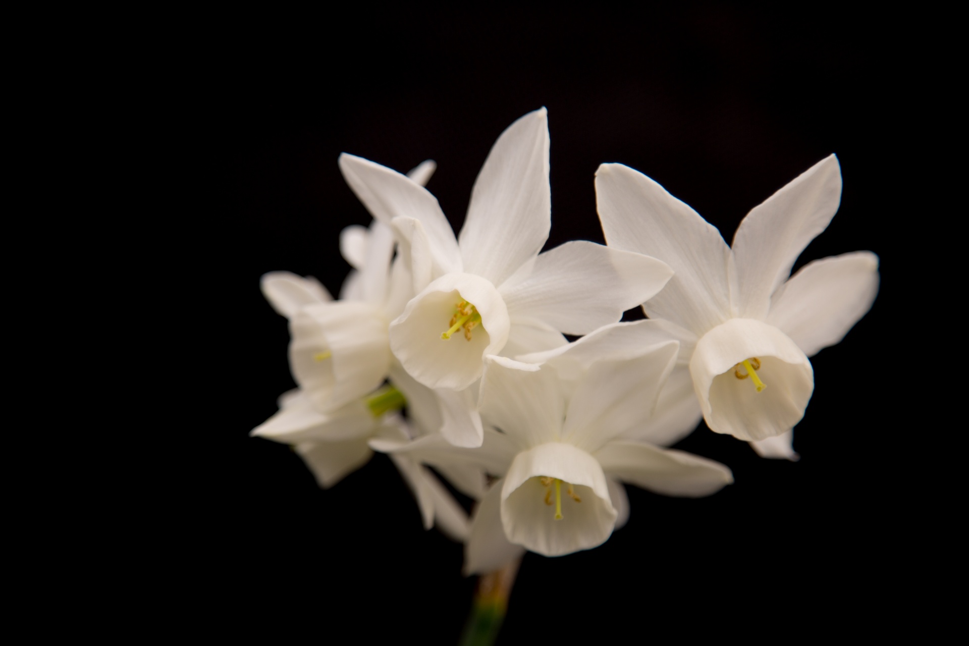 background black flower free photo