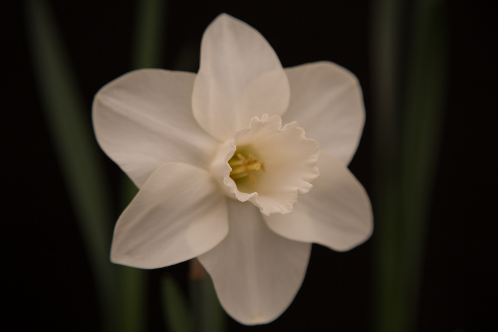 background black flower free photo