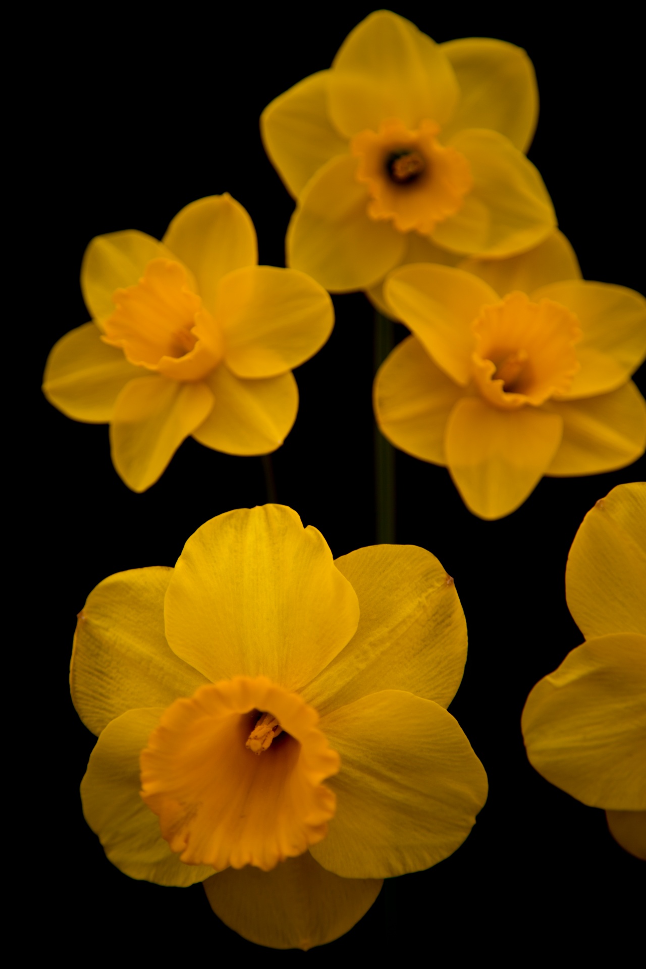 background black flower free photo