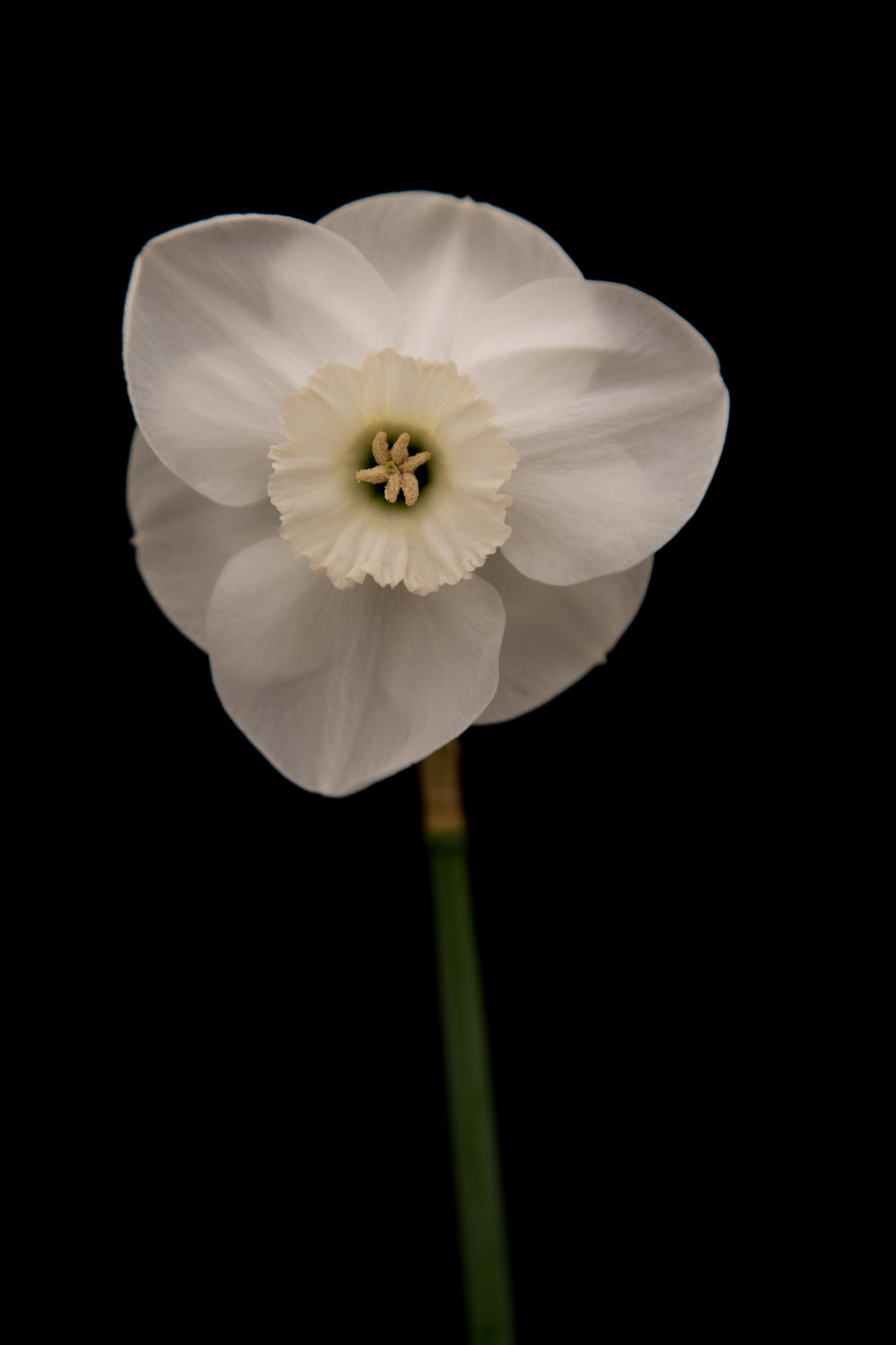 background black flower free photo