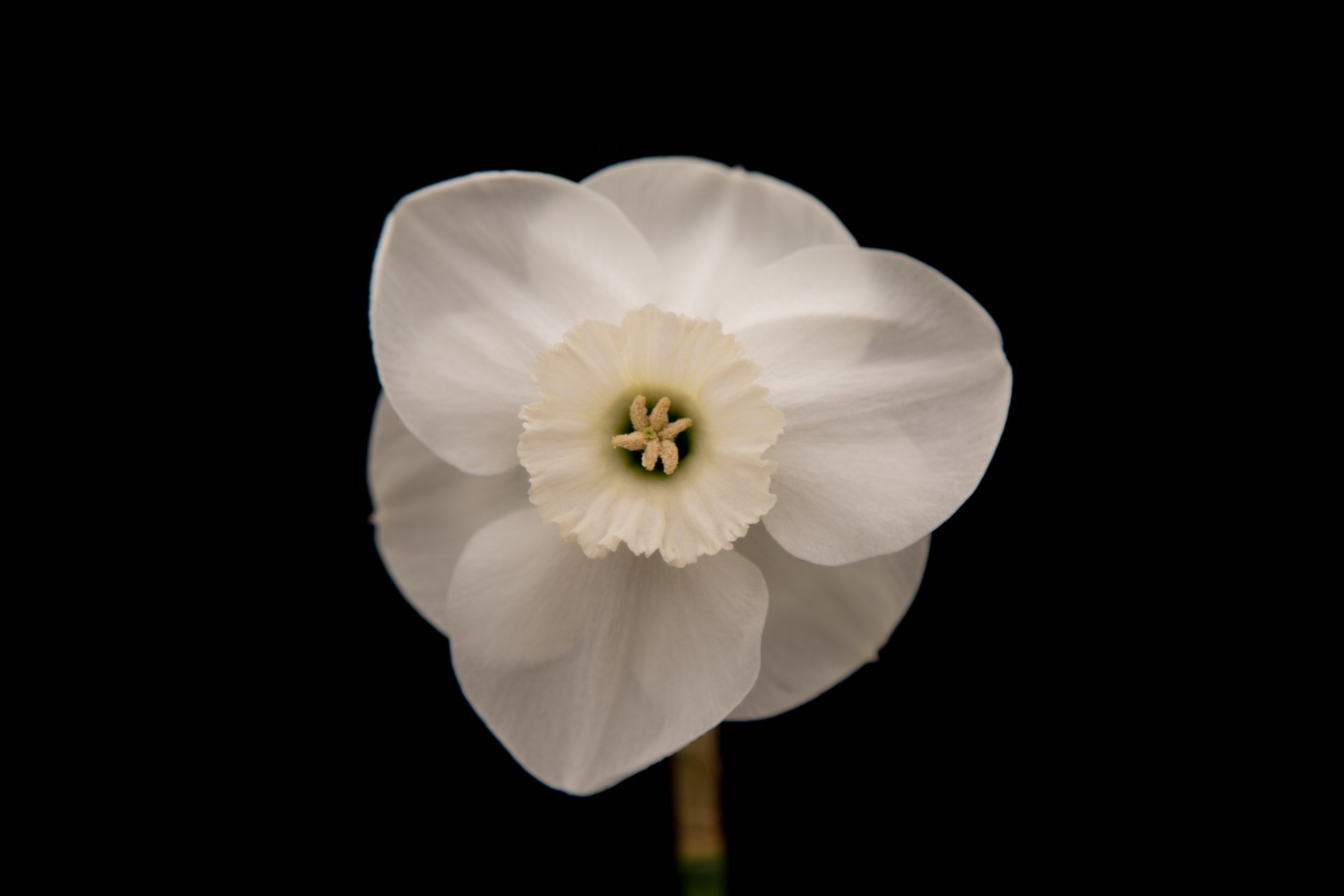 background black flower free photo