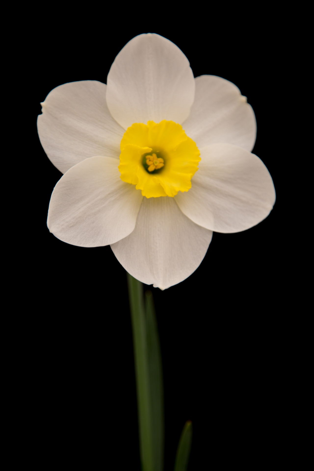 background black flower free photo