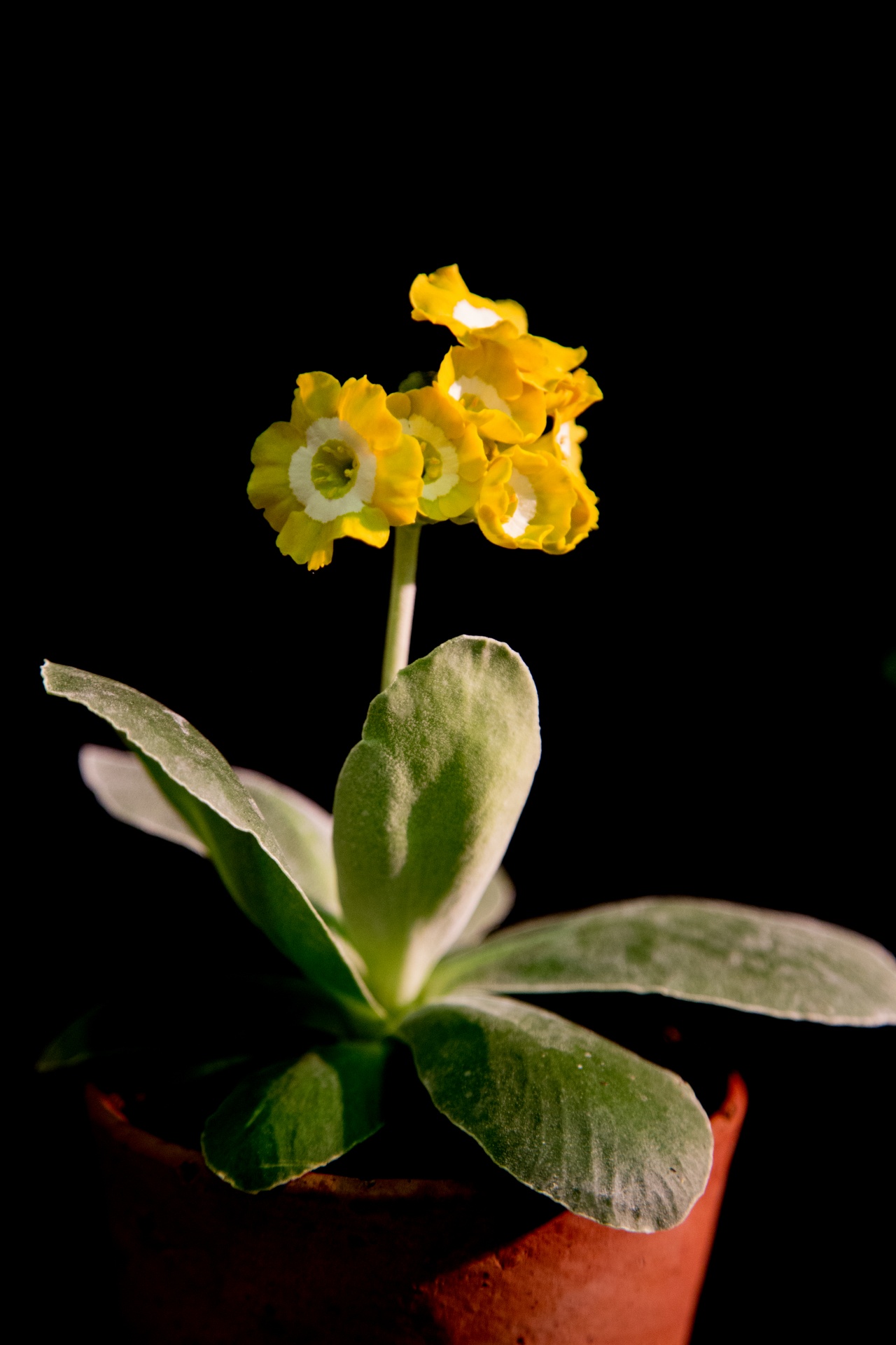 background black flower free photo