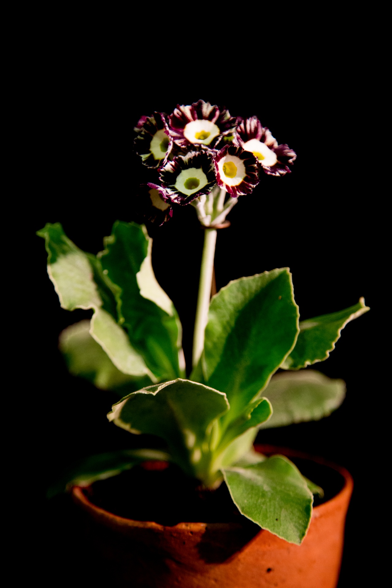 background black flower free photo