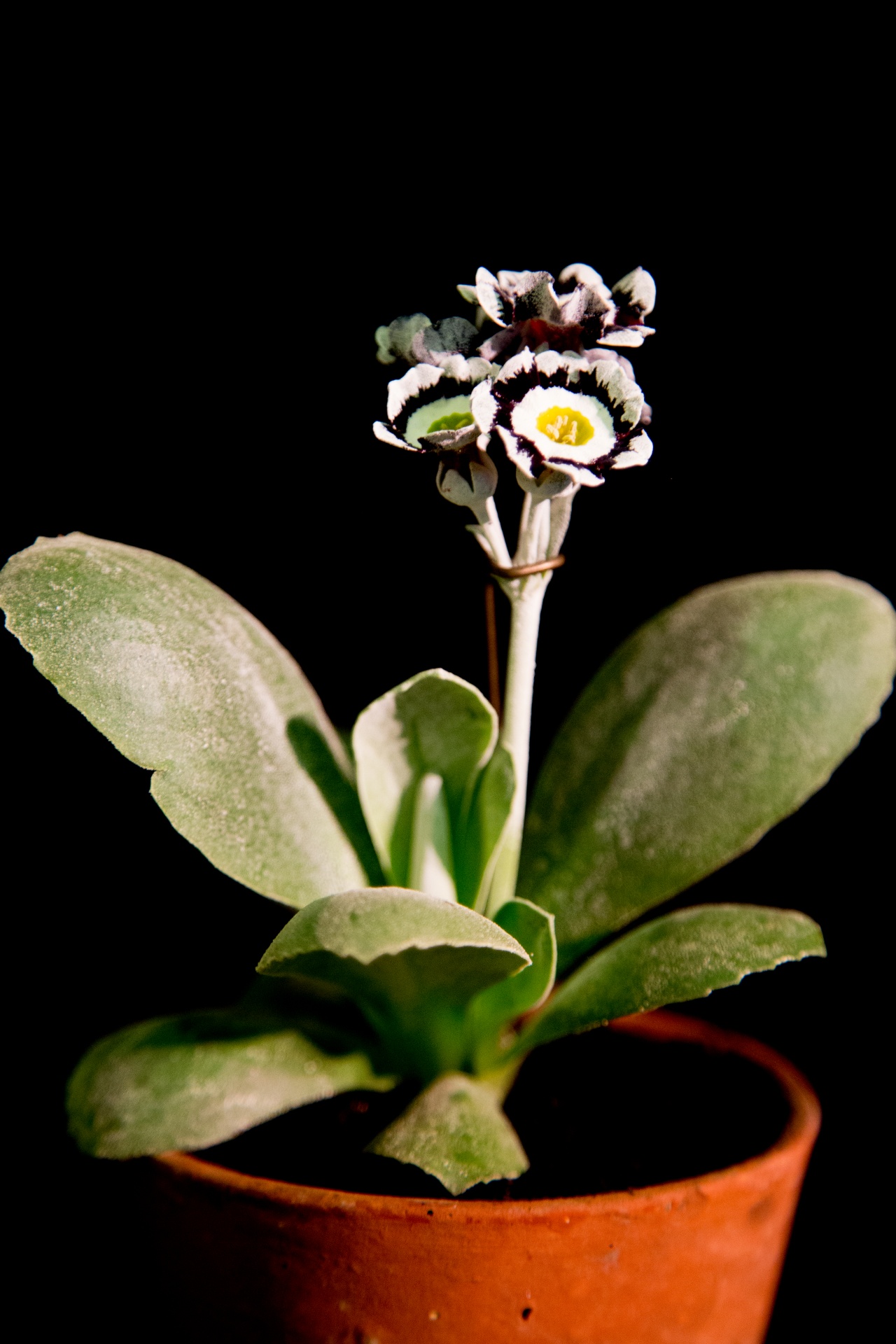 background black flower free photo