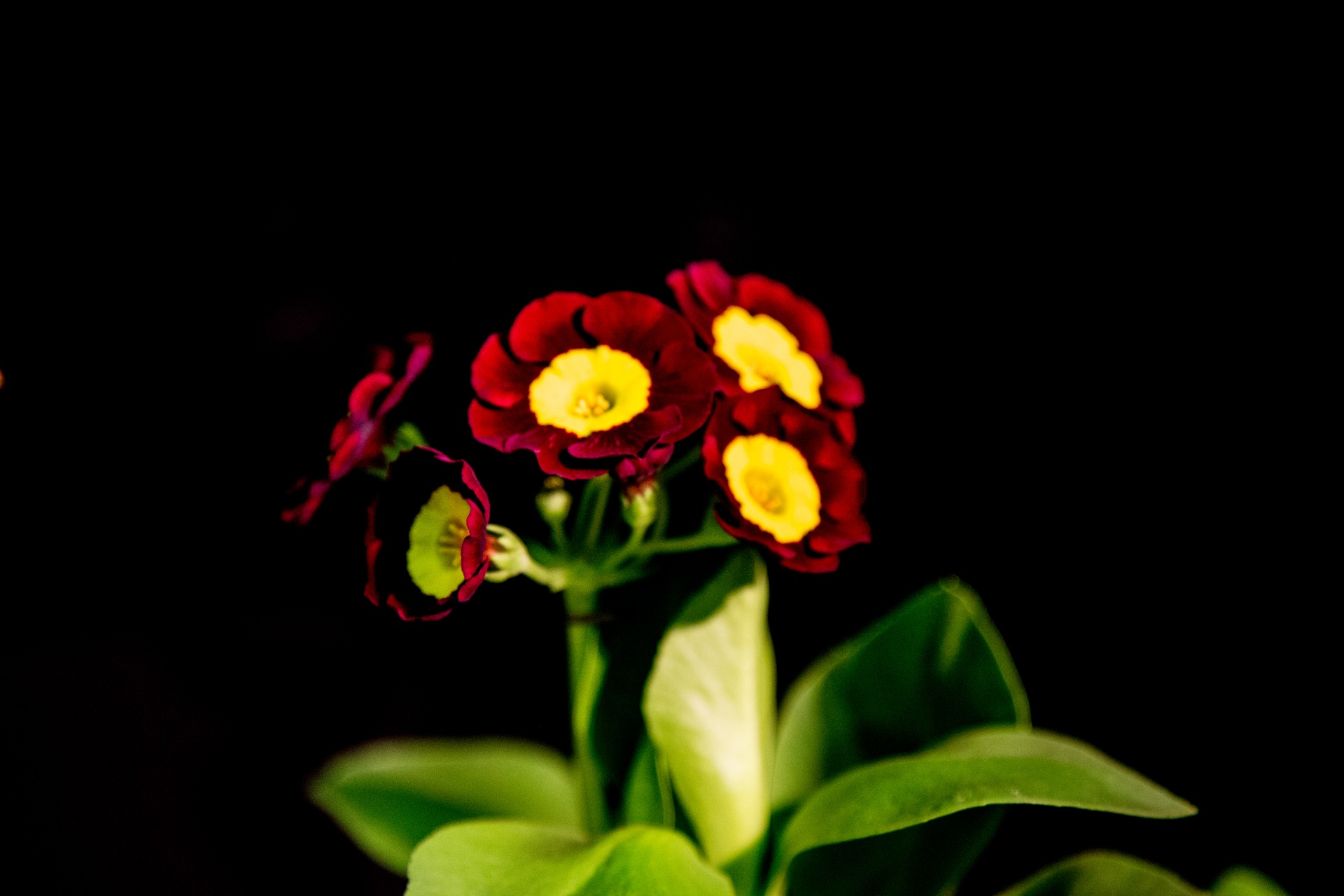 background black flower free photo