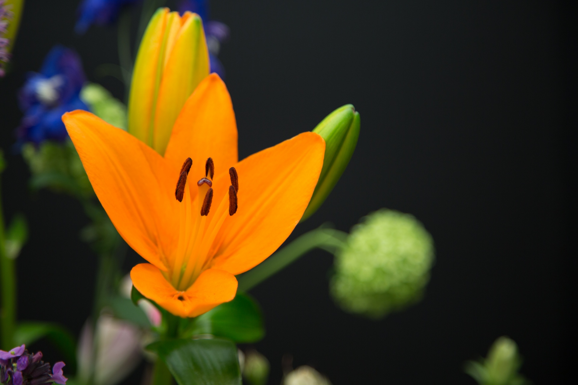 background black flower free photo