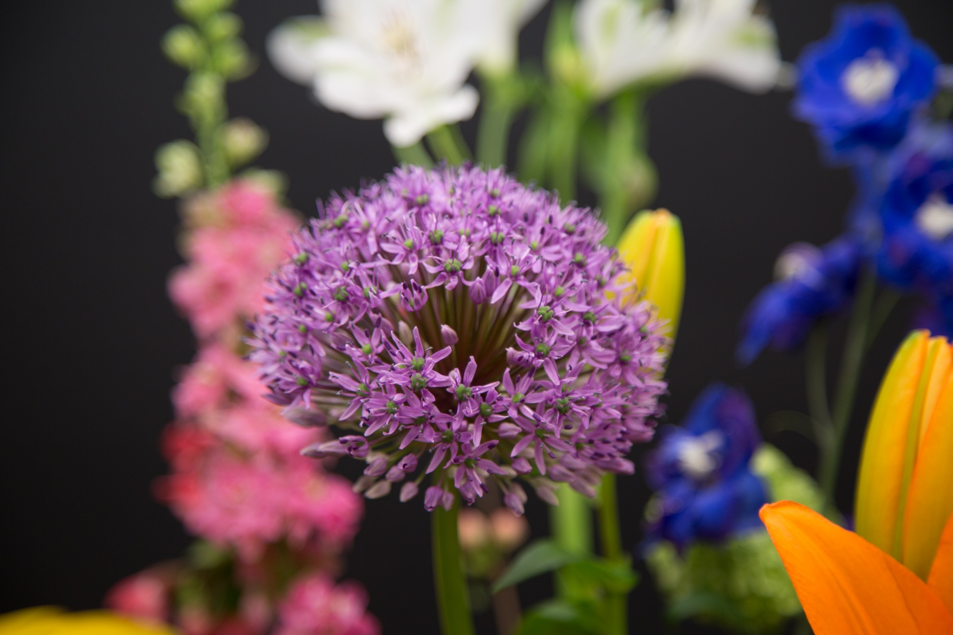 background black flower free photo