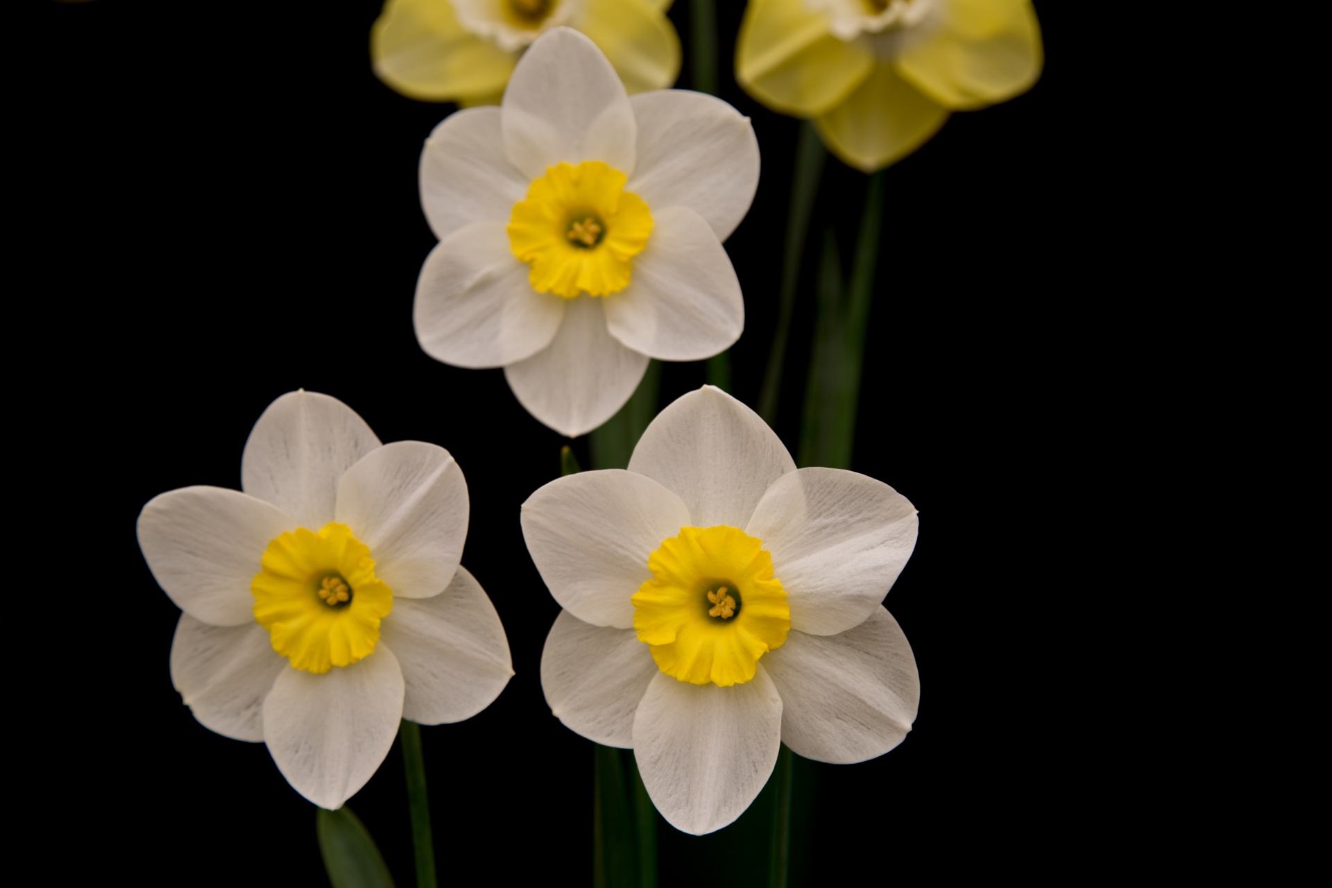 background black flower free photo