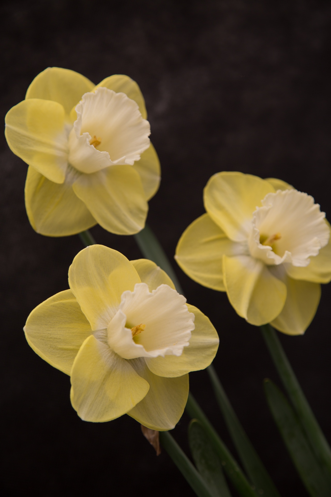 background black flower free photo