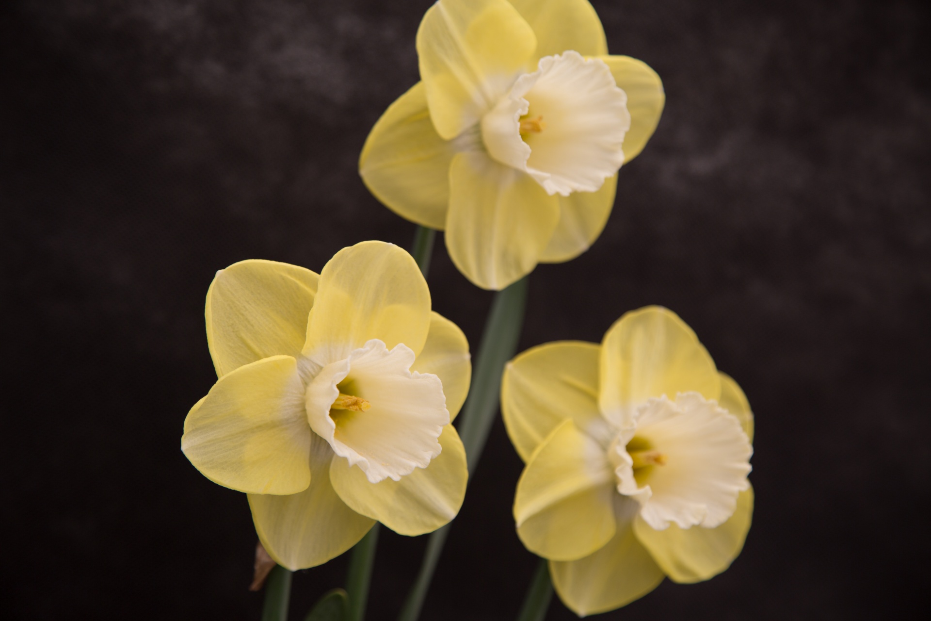 background black flower free photo