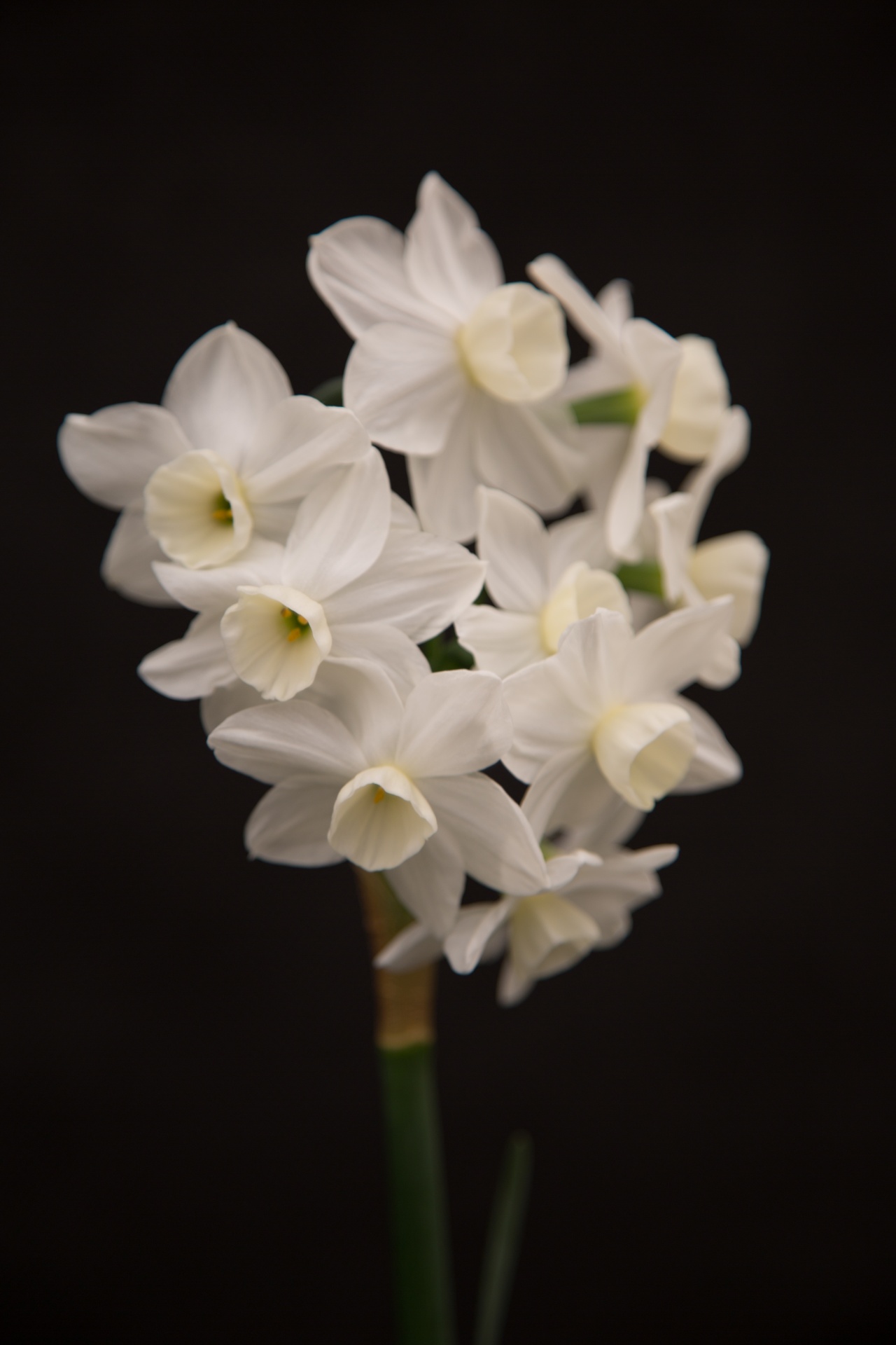 background black flower free photo