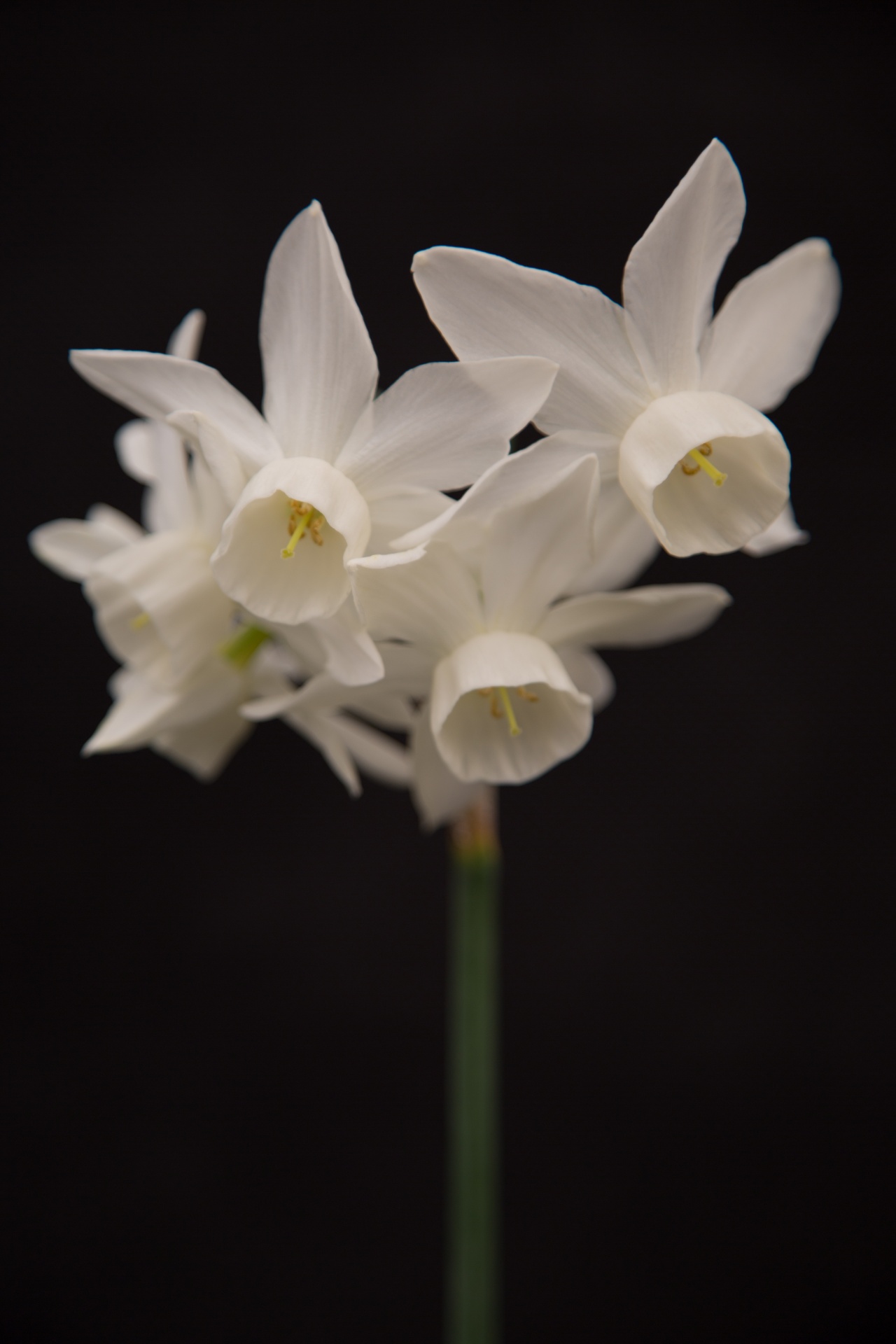 background black flower free photo