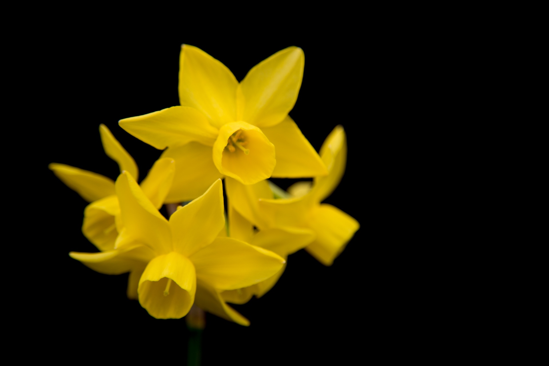 background black flower free photo