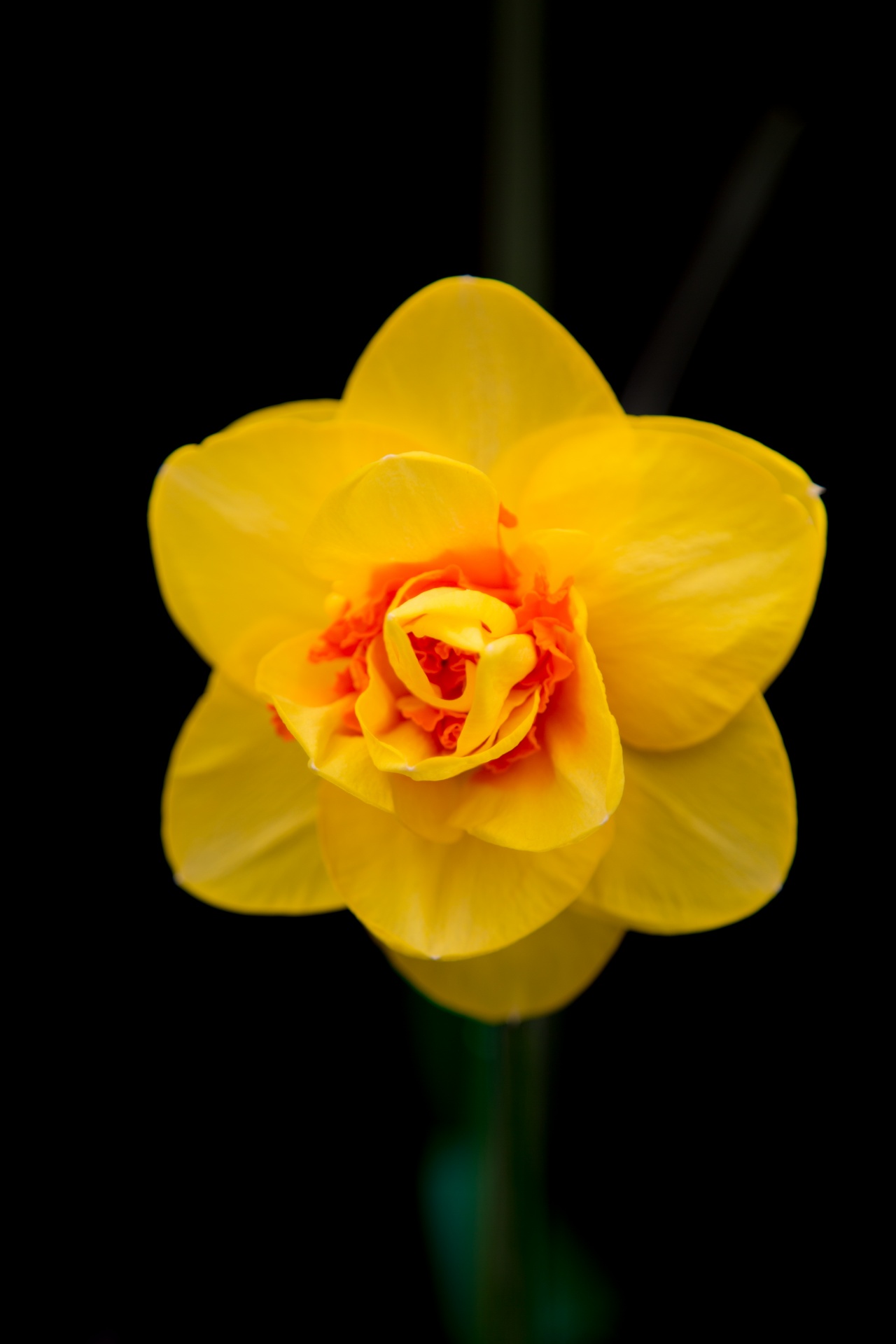 background black flower free photo