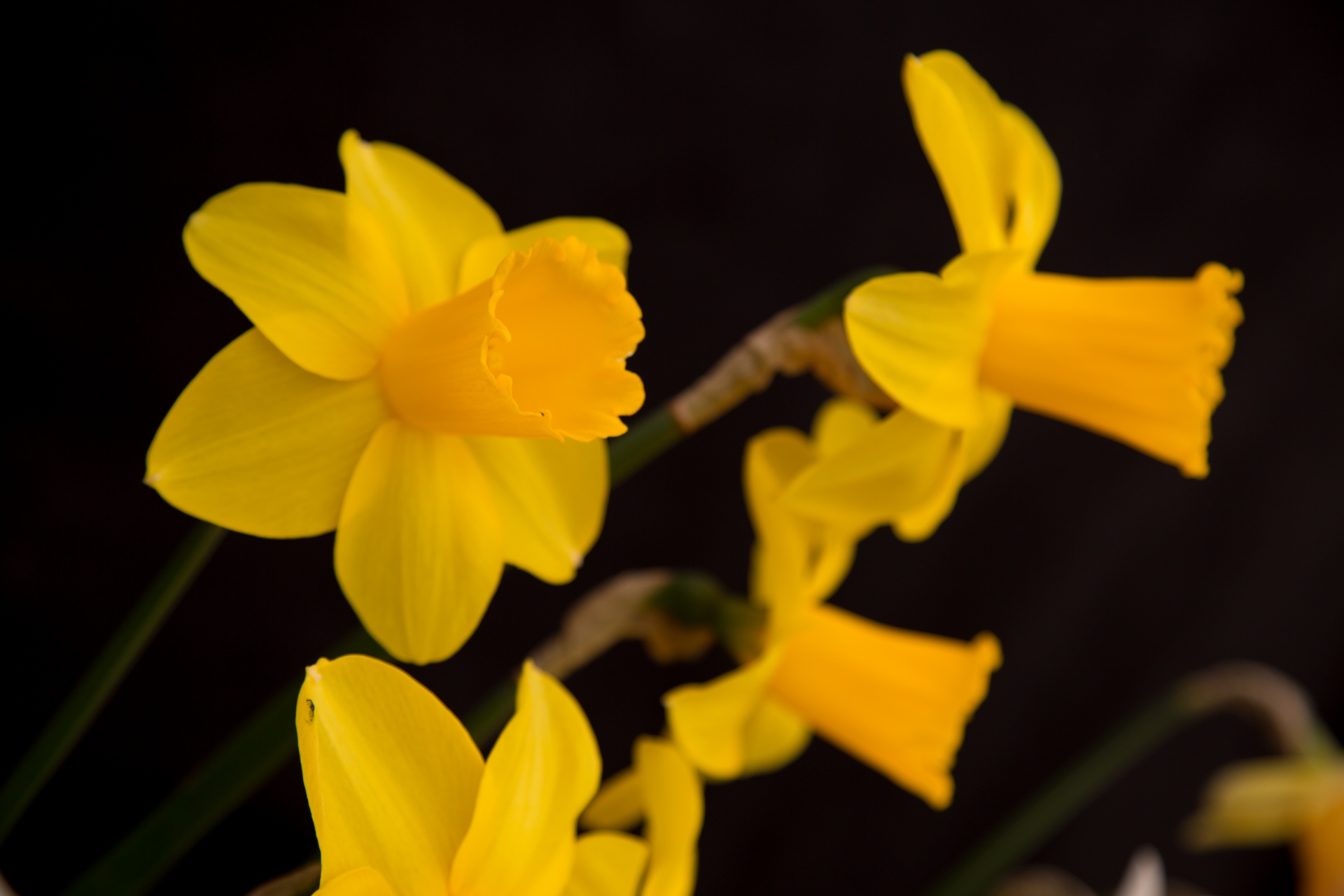 background black flower free photo