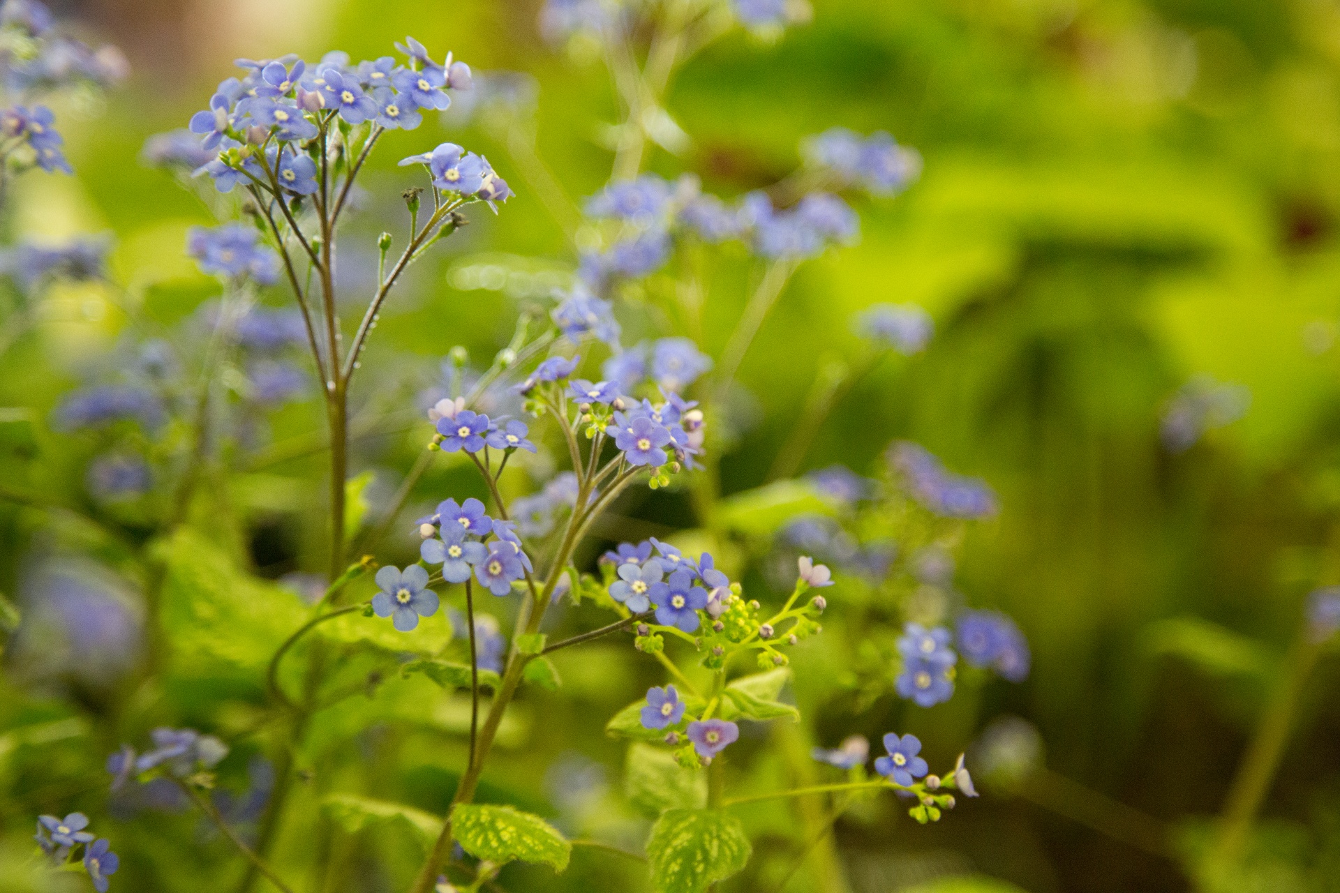 flower flowers love free photo