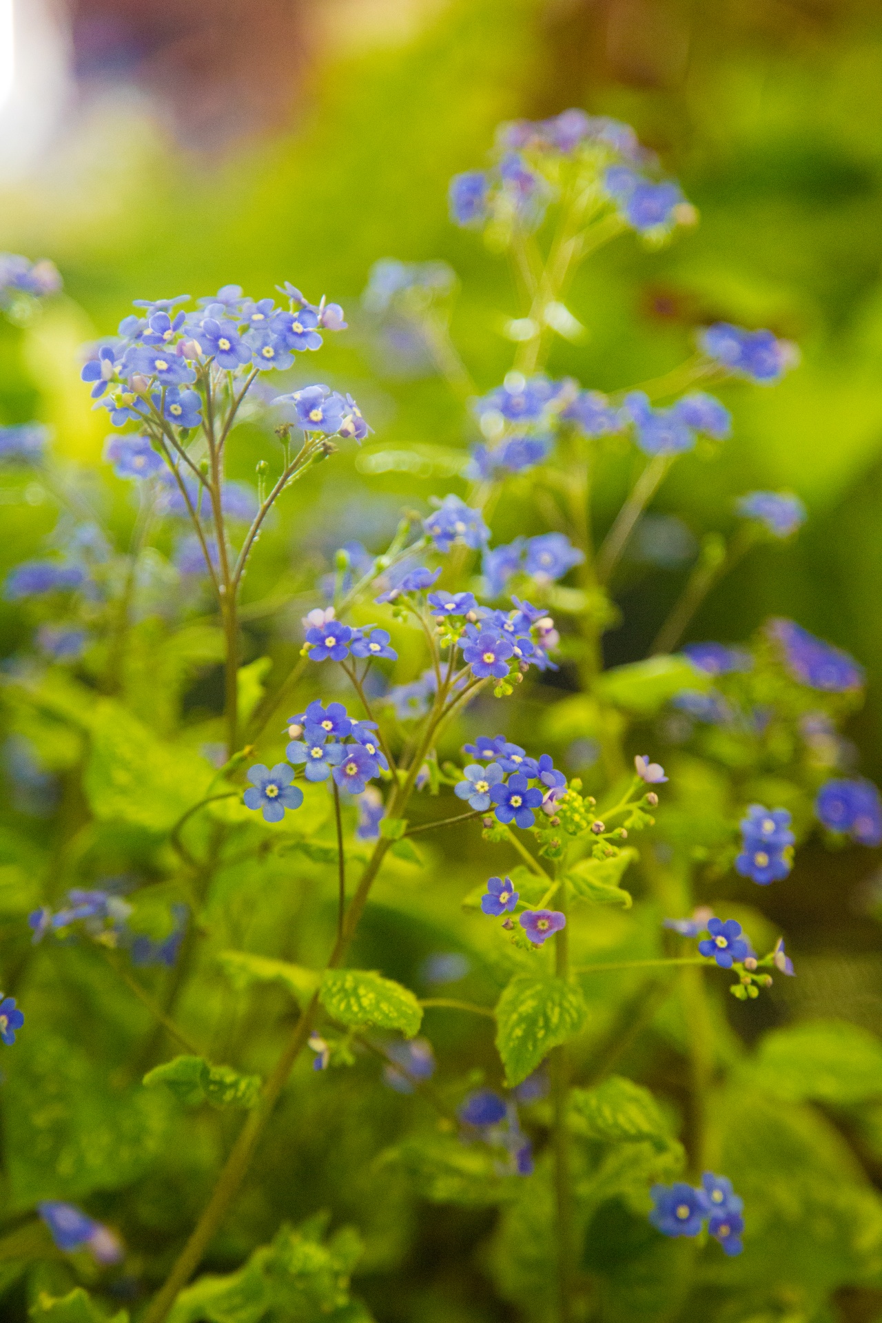 flower flowers love free photo