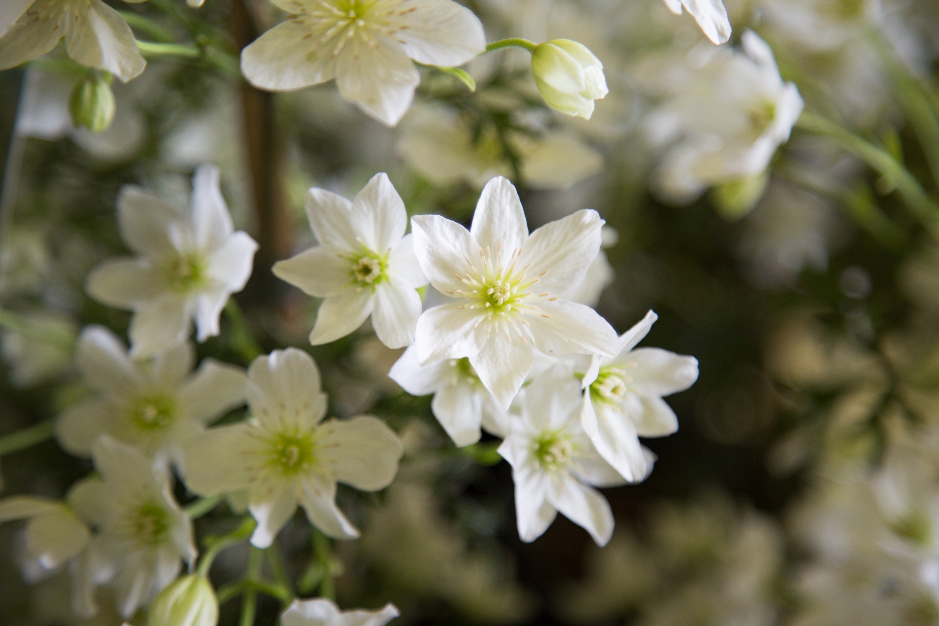 flower flowers love free photo