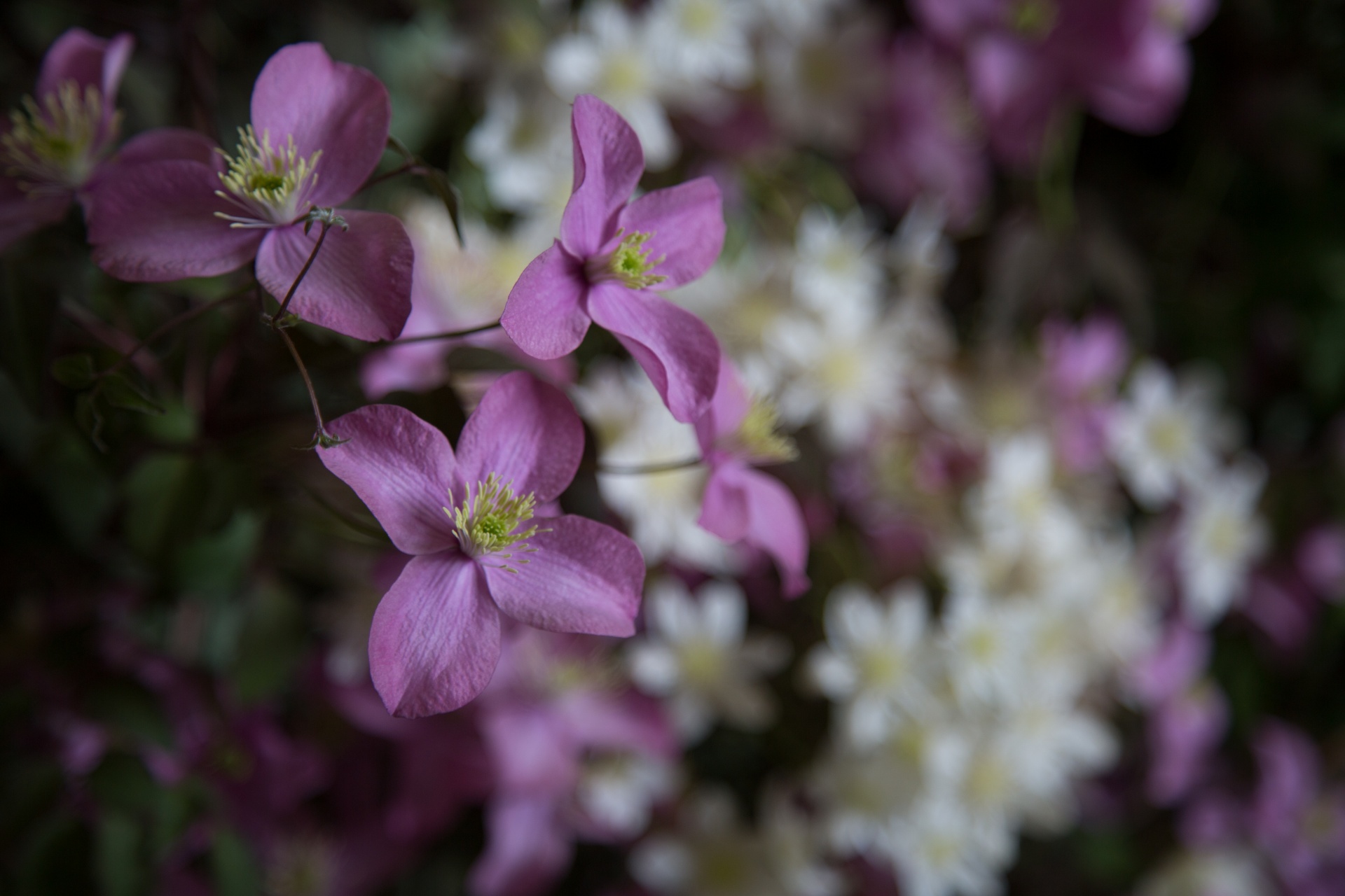 flower flowers love free photo