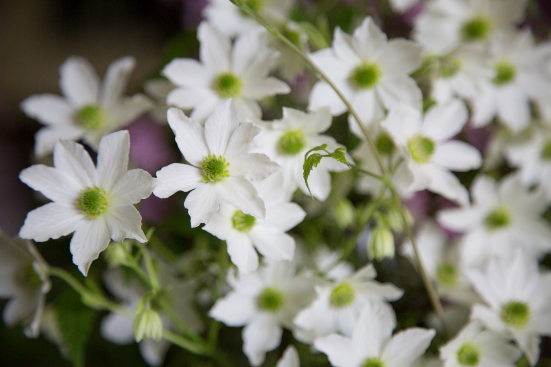 flower flowers love free photo