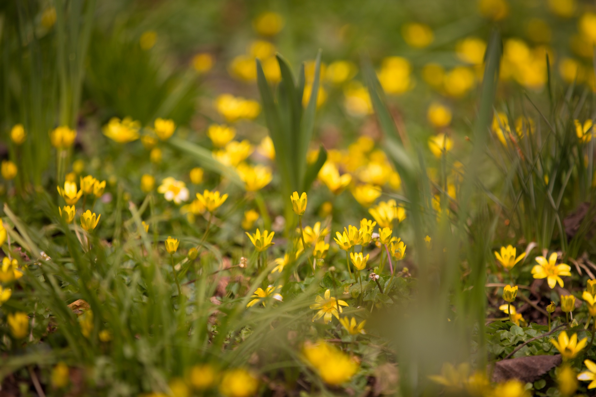 flower flowers love free photo