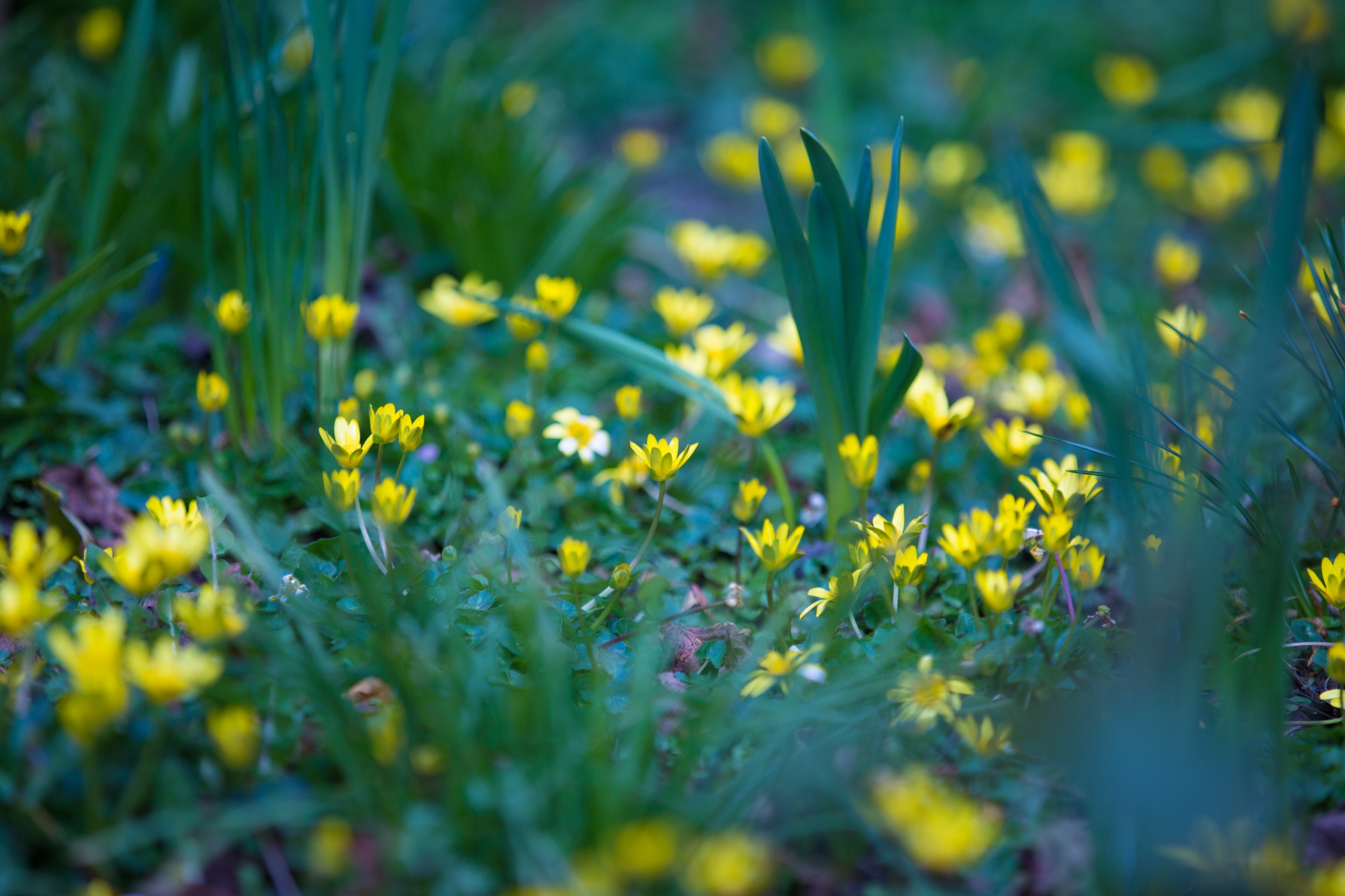 flower flowers love free photo