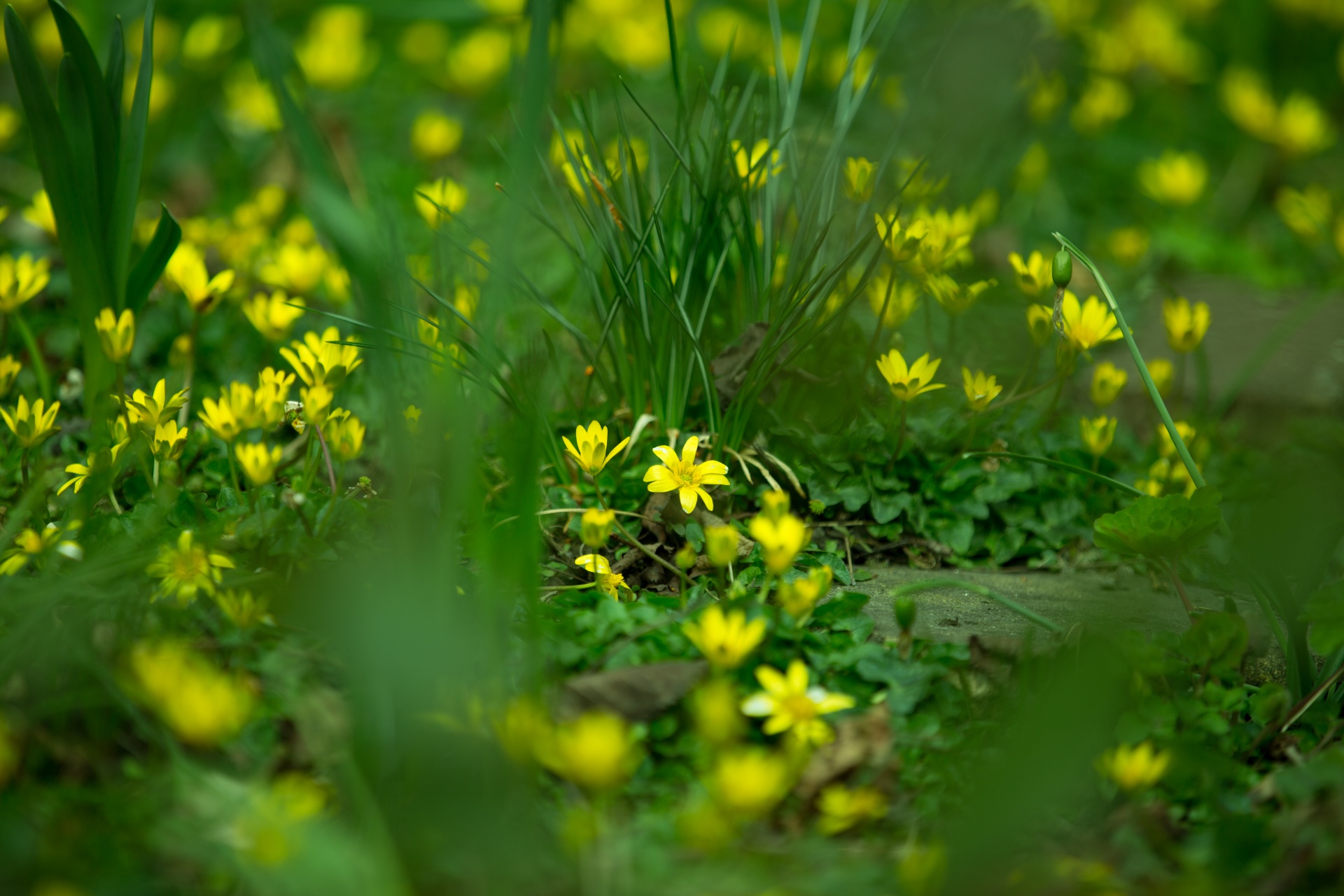 flower flowers love free photo