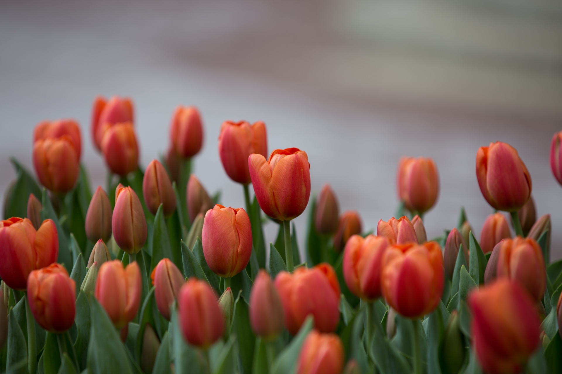 bloom blooming blossom free photo