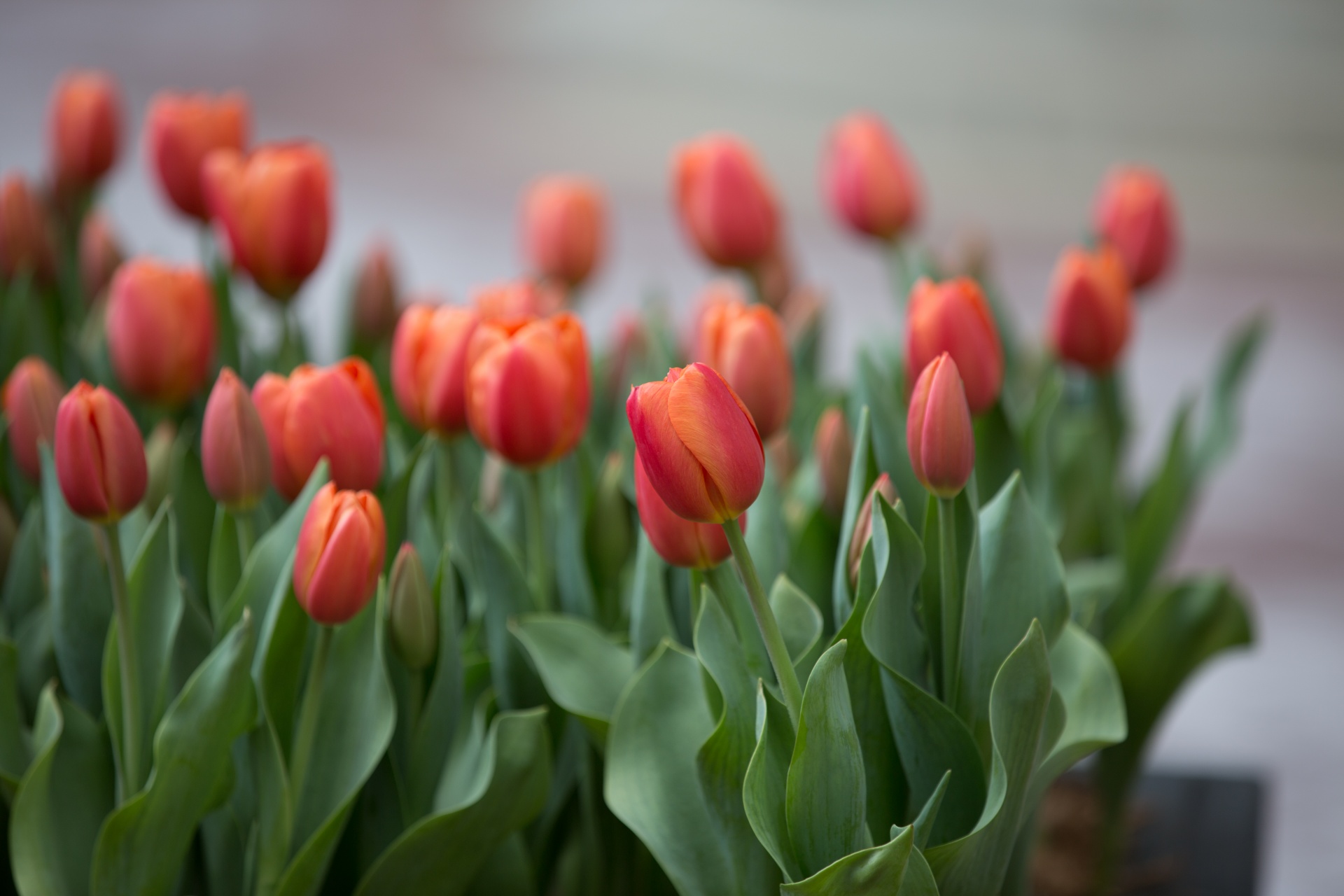 bloom blooming blossom free photo