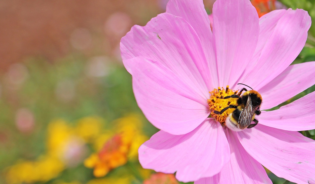 cosmos cosmea bipinnata flower free photo