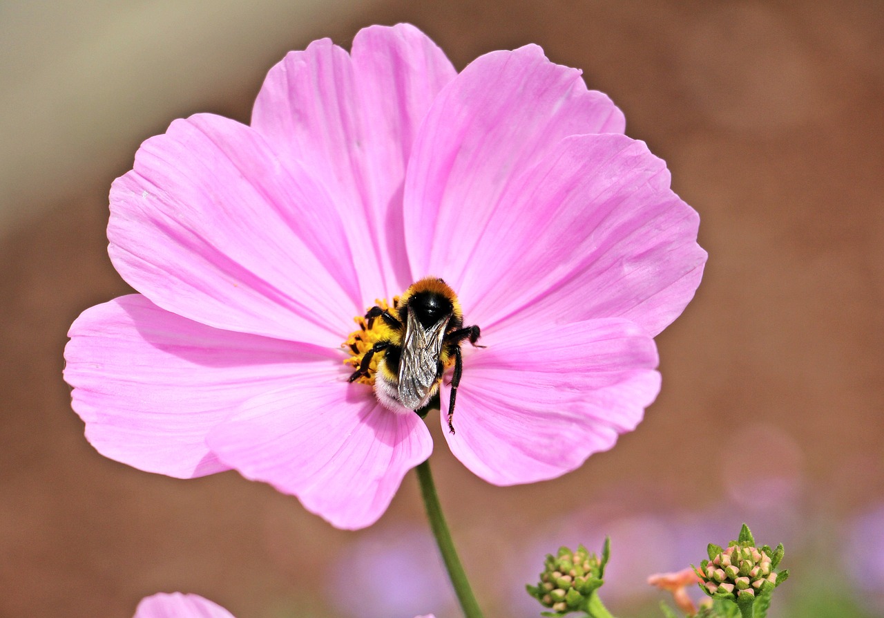 cosmos cosmea bipinnata flower free photo