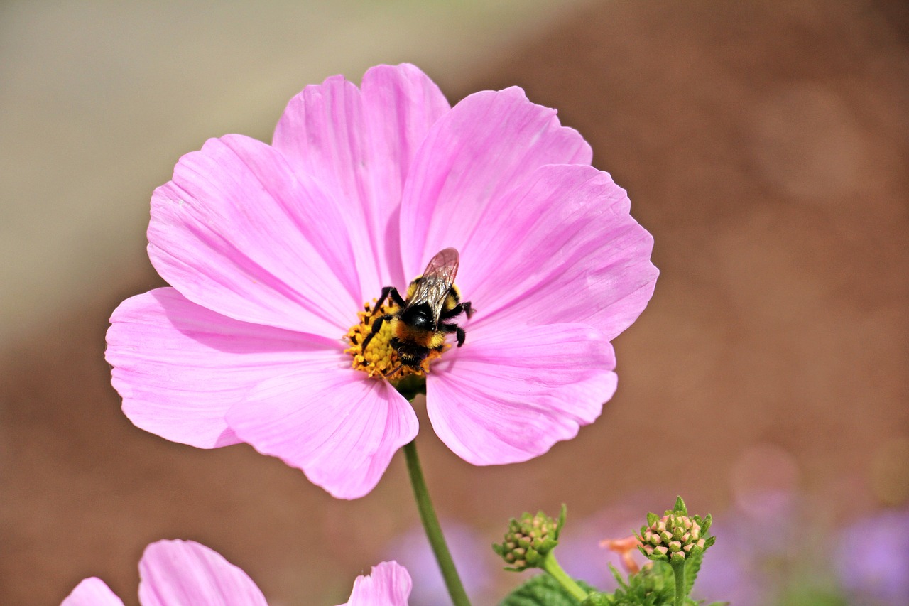 cosmos cosmea bipinnata flower free photo