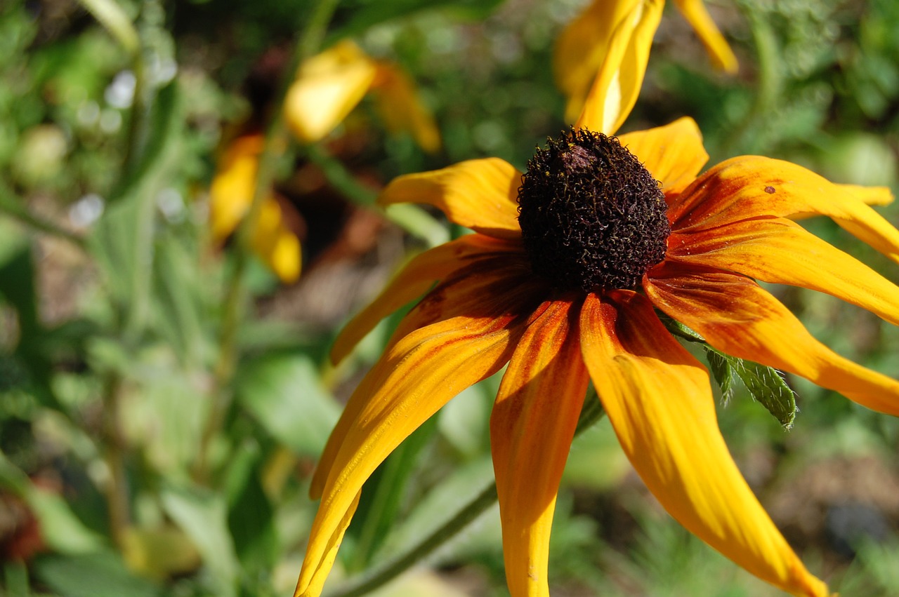 flower blossom bloom free photo