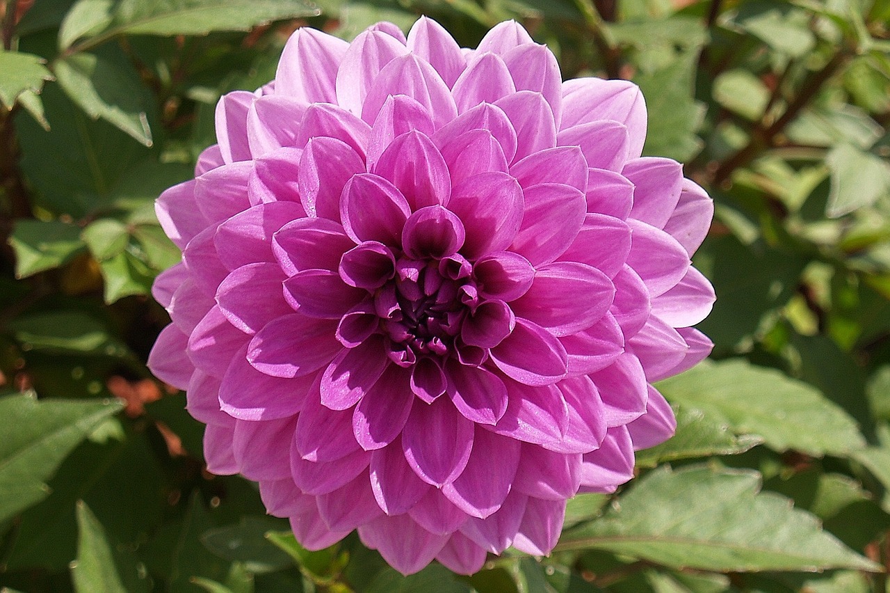 flower dahlia purple free photo